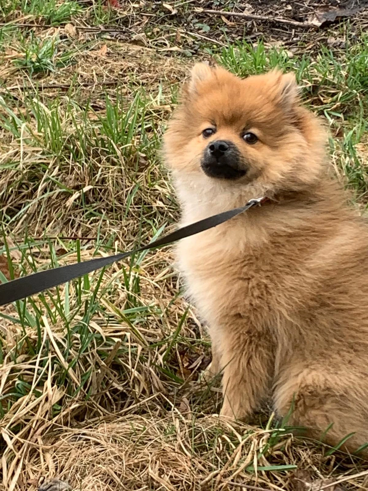 Spěchá: Krásný špic hledá nový domov do pátku