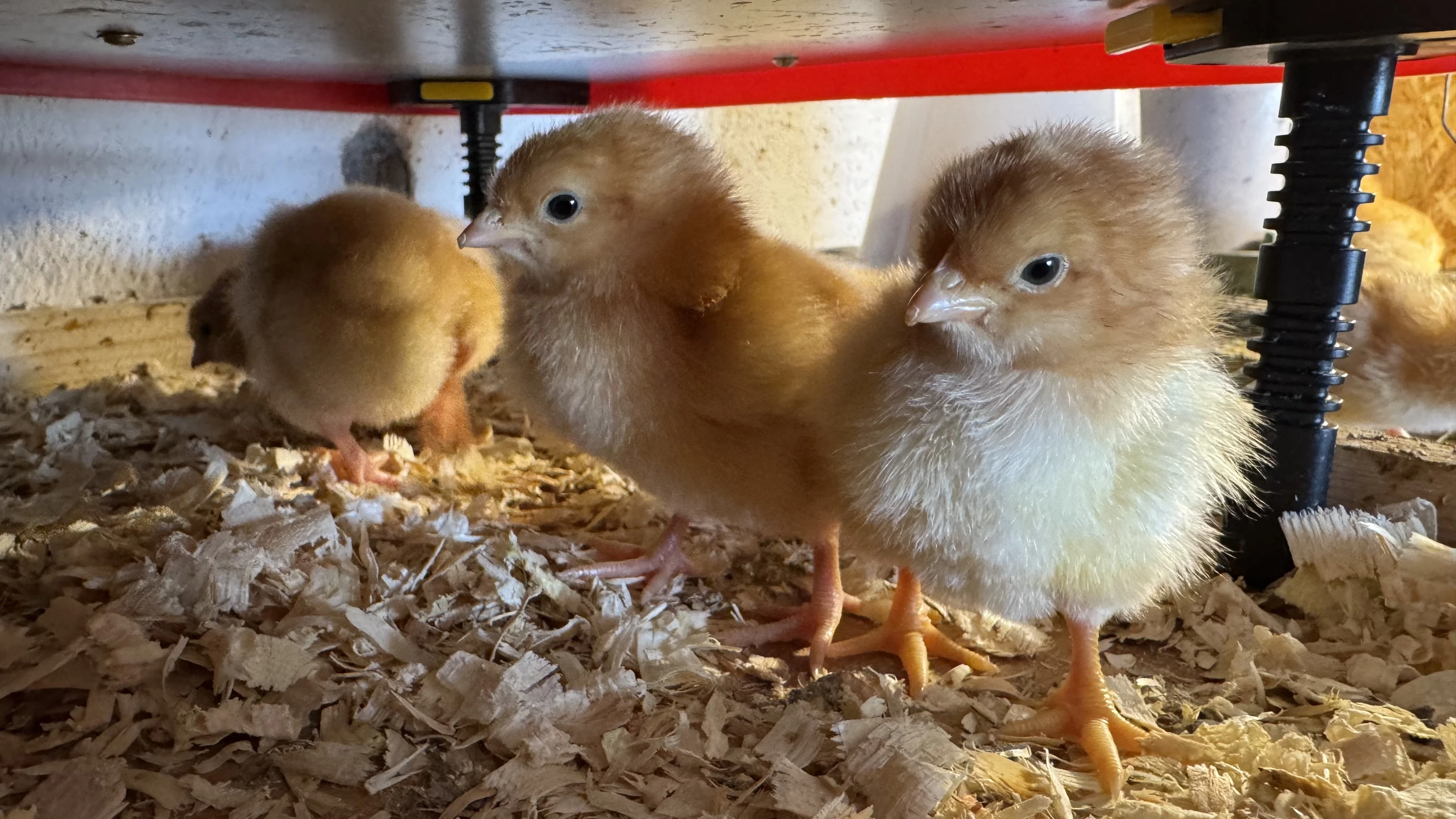 Prodám kuřata – Hempšírky