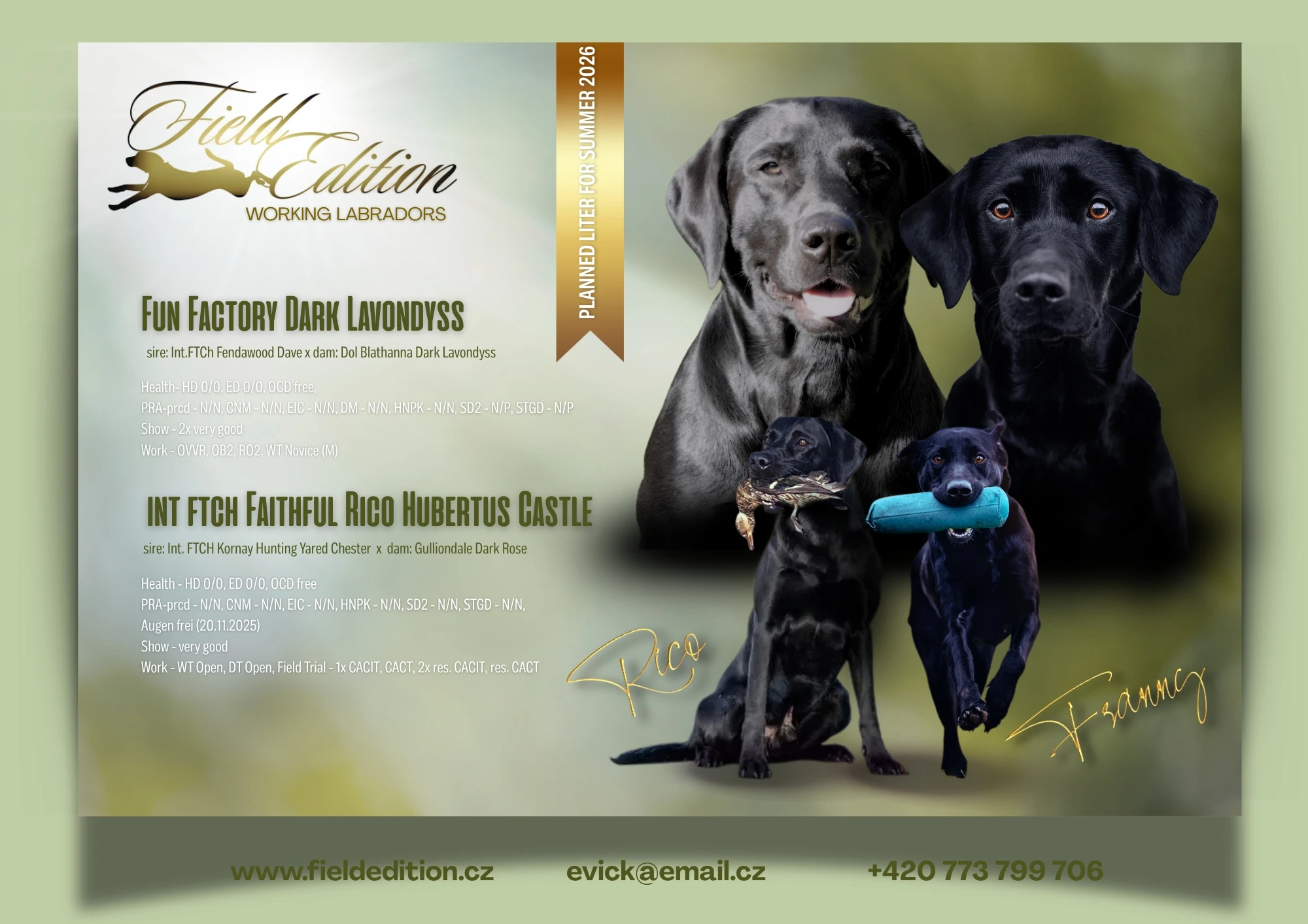 Labrador retriever - field trial linie