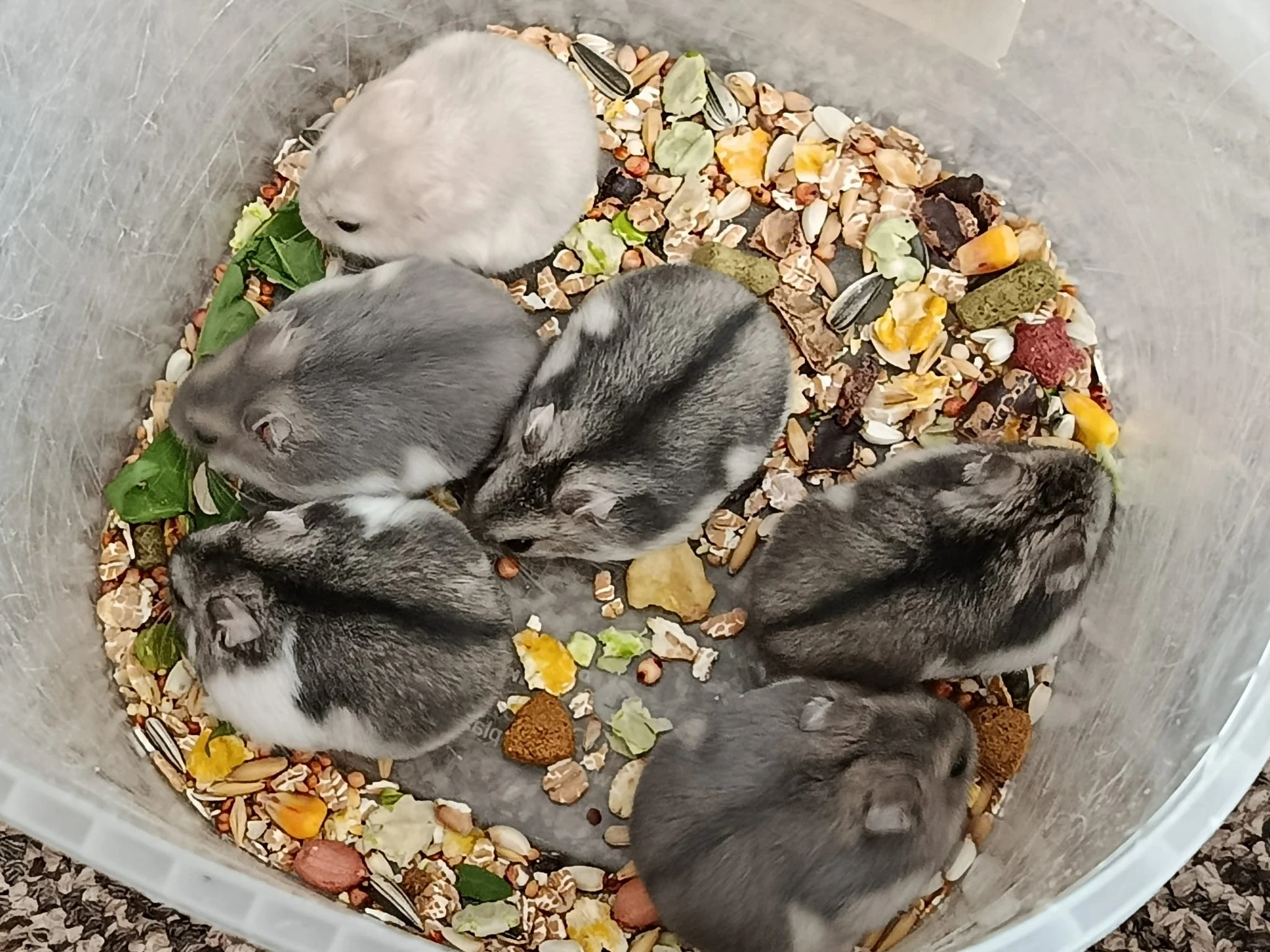 Křečík džungarský