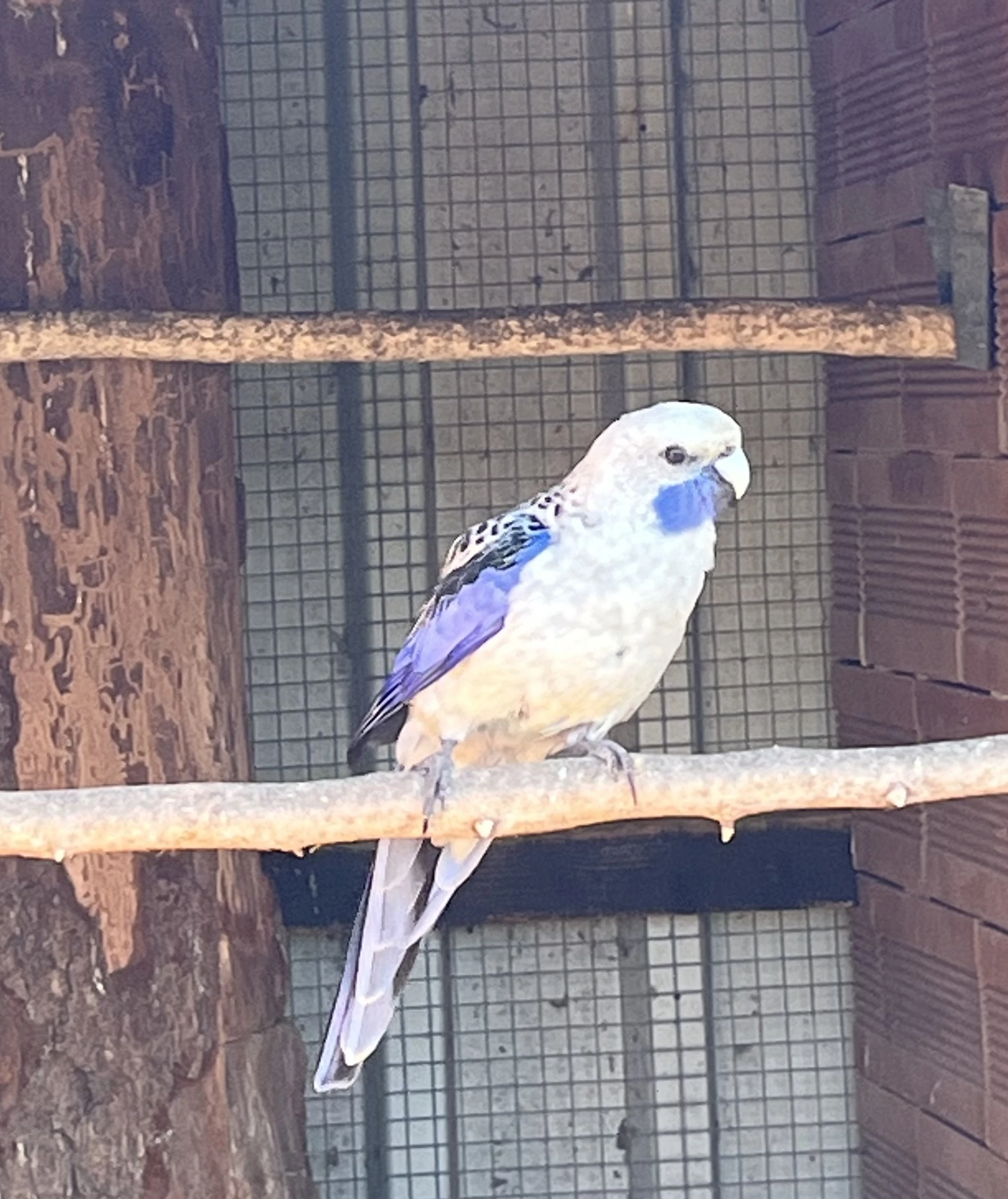 Rosela penant - modrý chovný samec