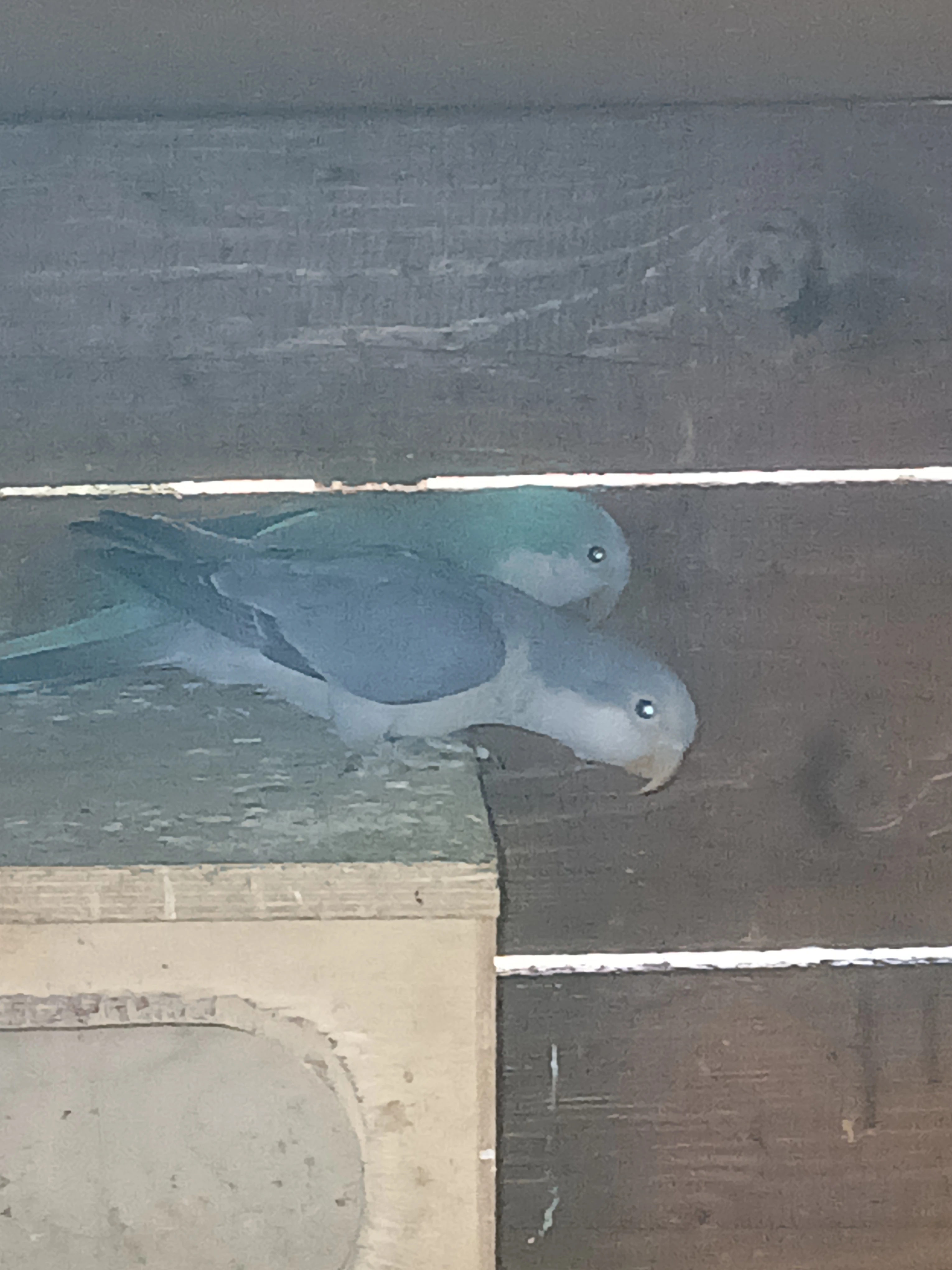 Prodám samečka Mníška kobalt