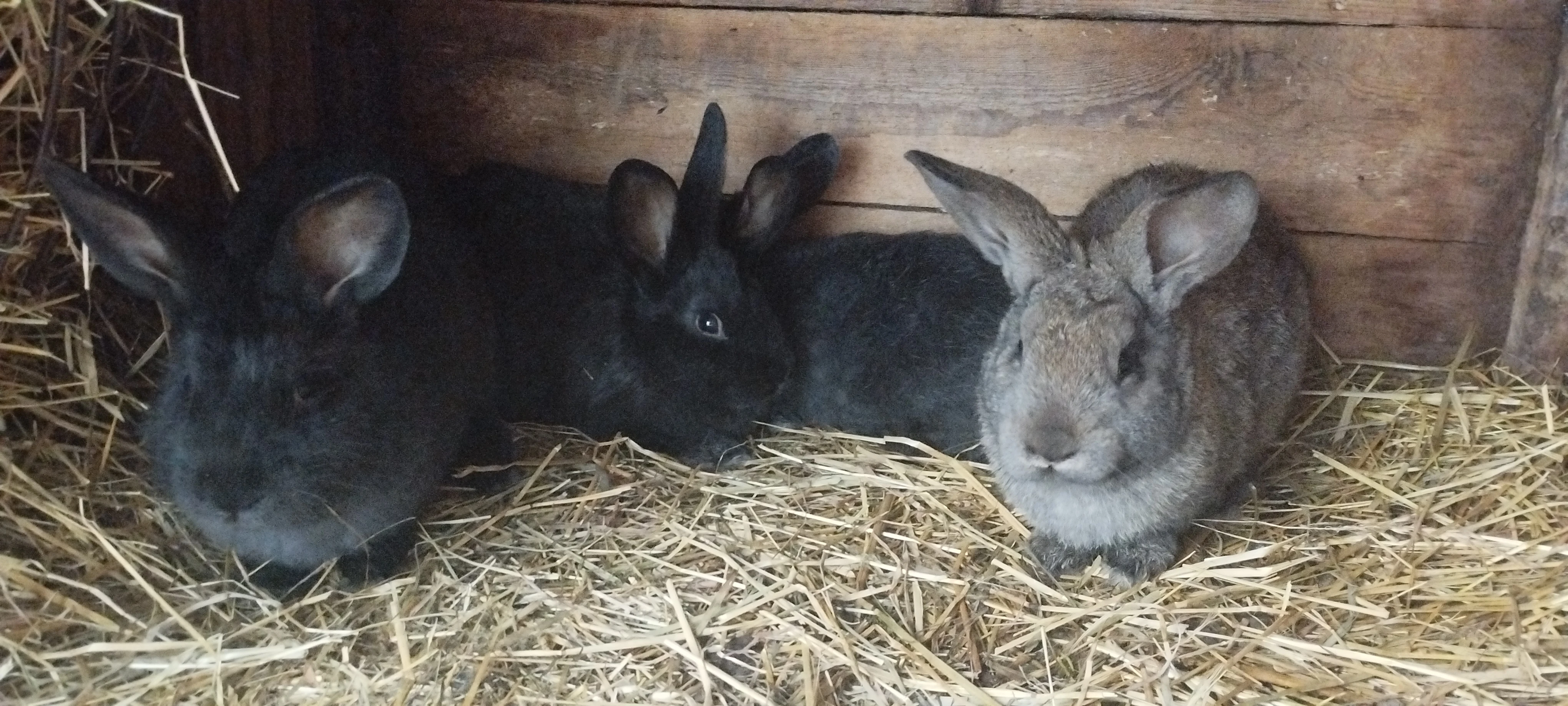 Kříženci HylaX Vídeňský modrý