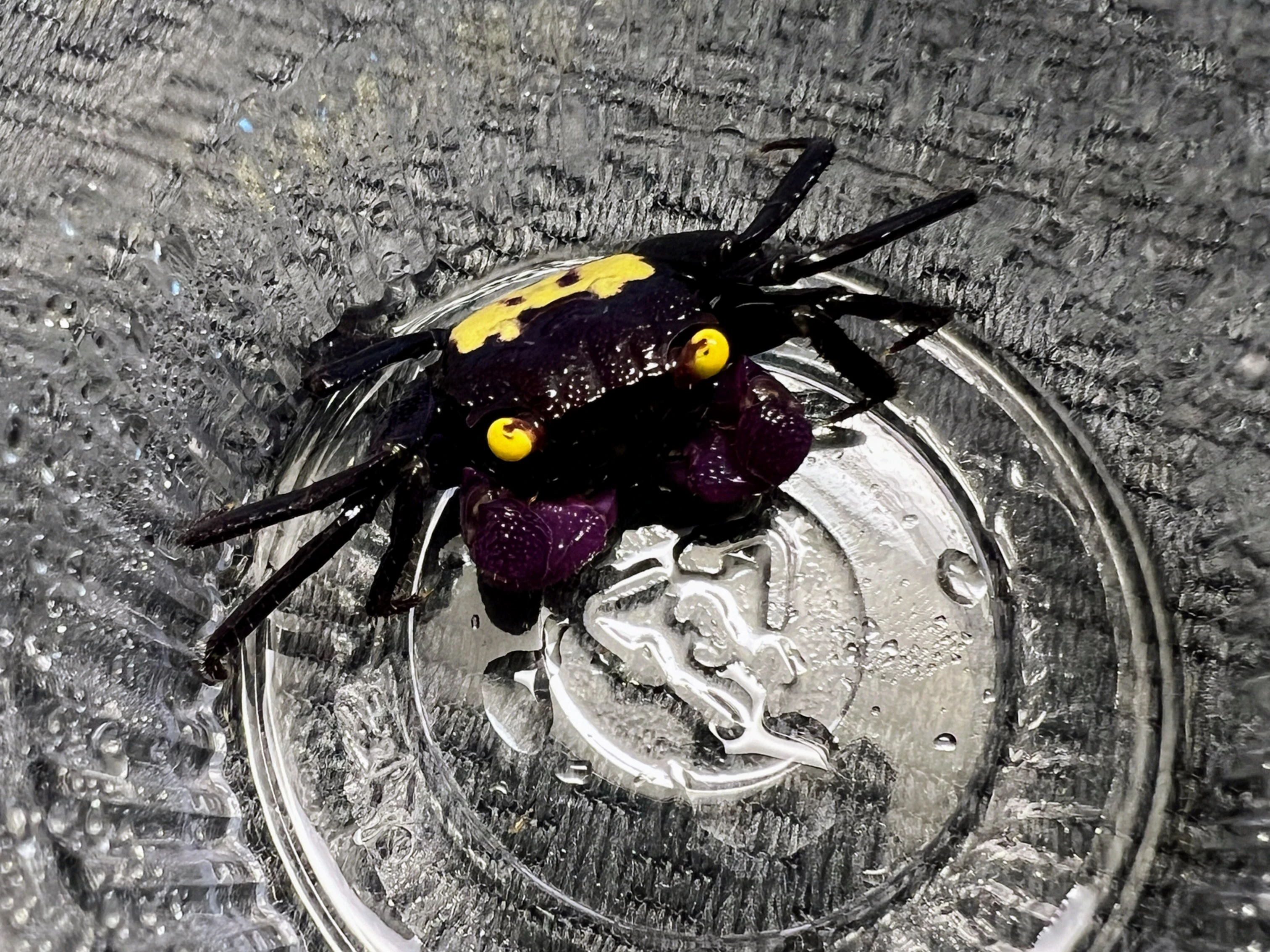 AKCE - Geosesarma dennerle