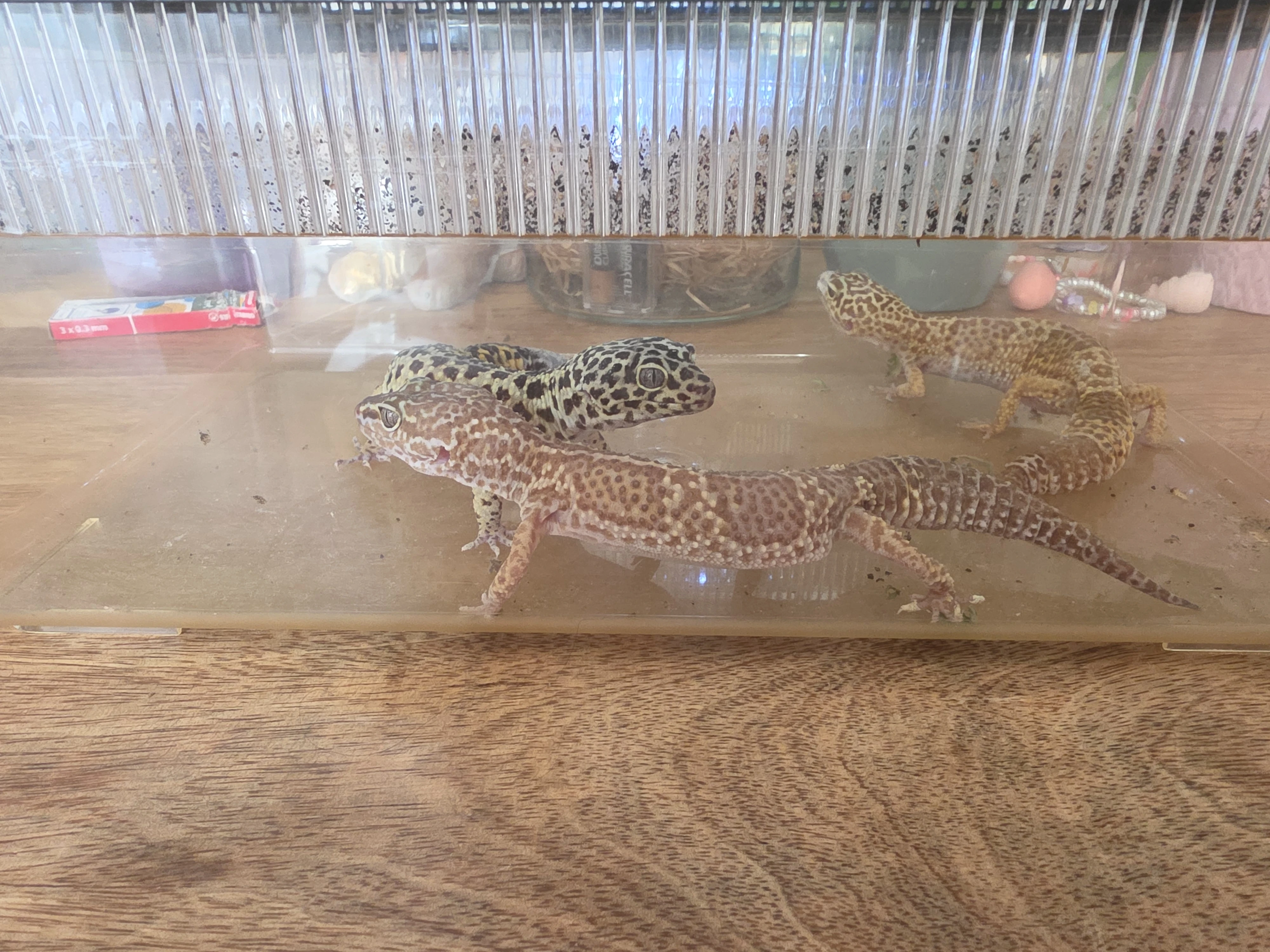 Gekončík noční daruji