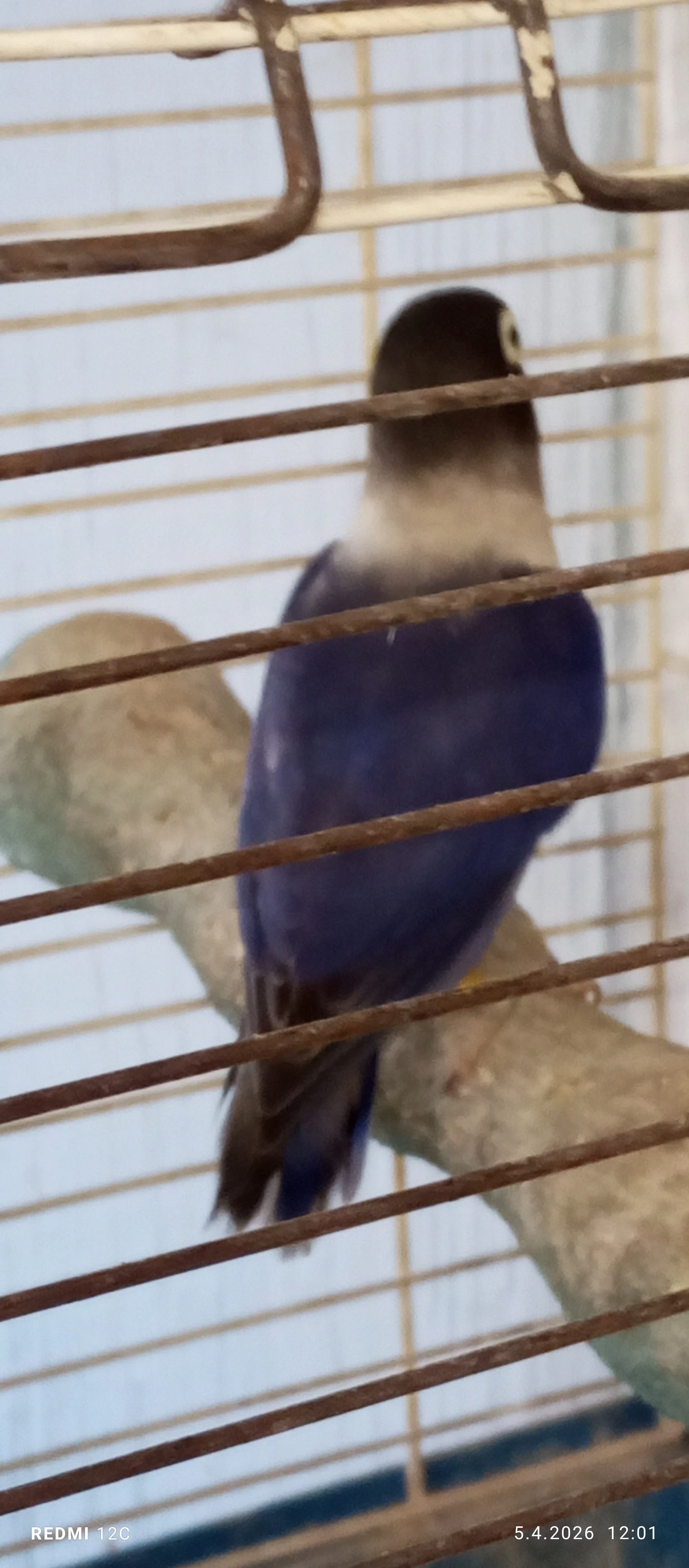 Agapornis skraboskovy