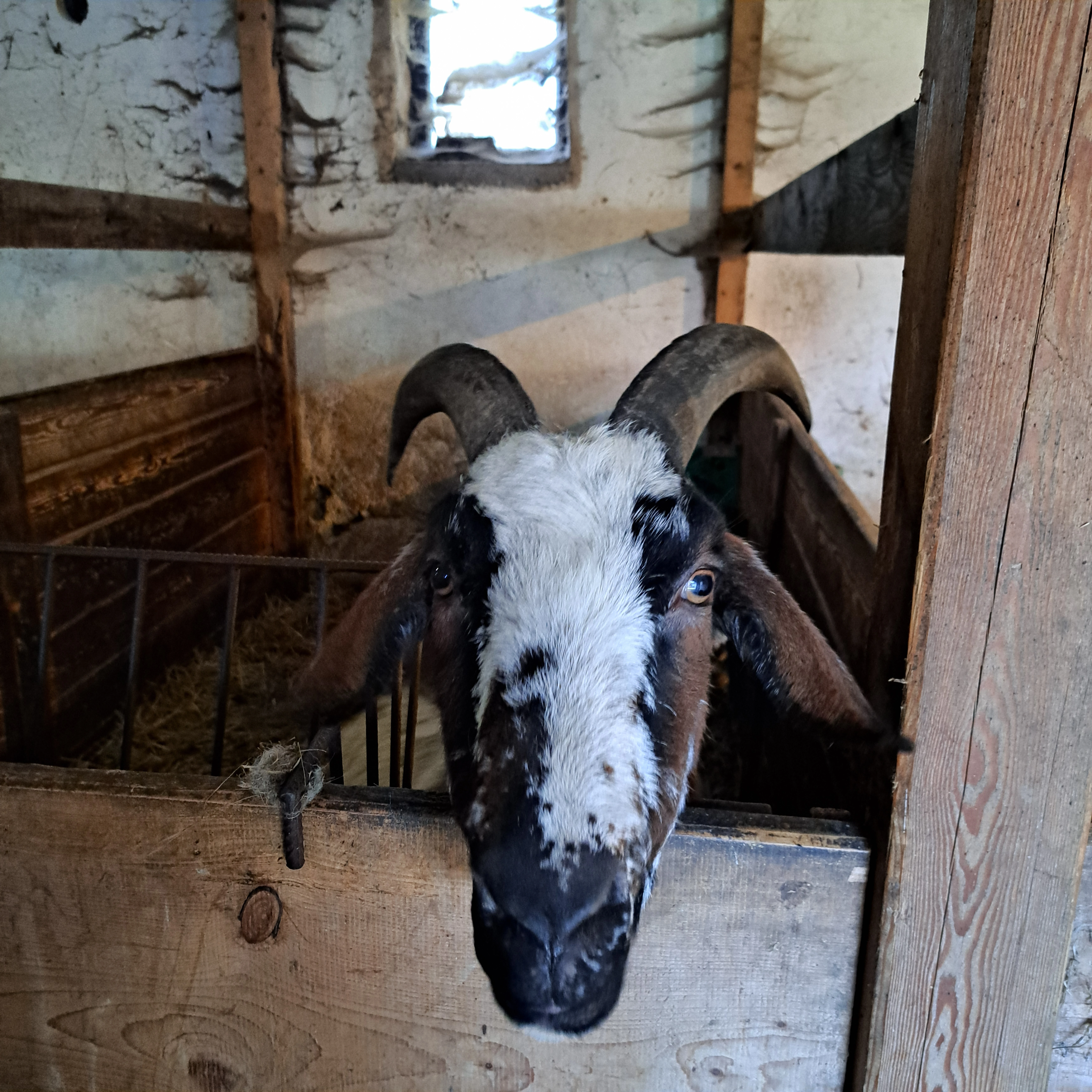 7 letá ovce a vykastrovaný kozel