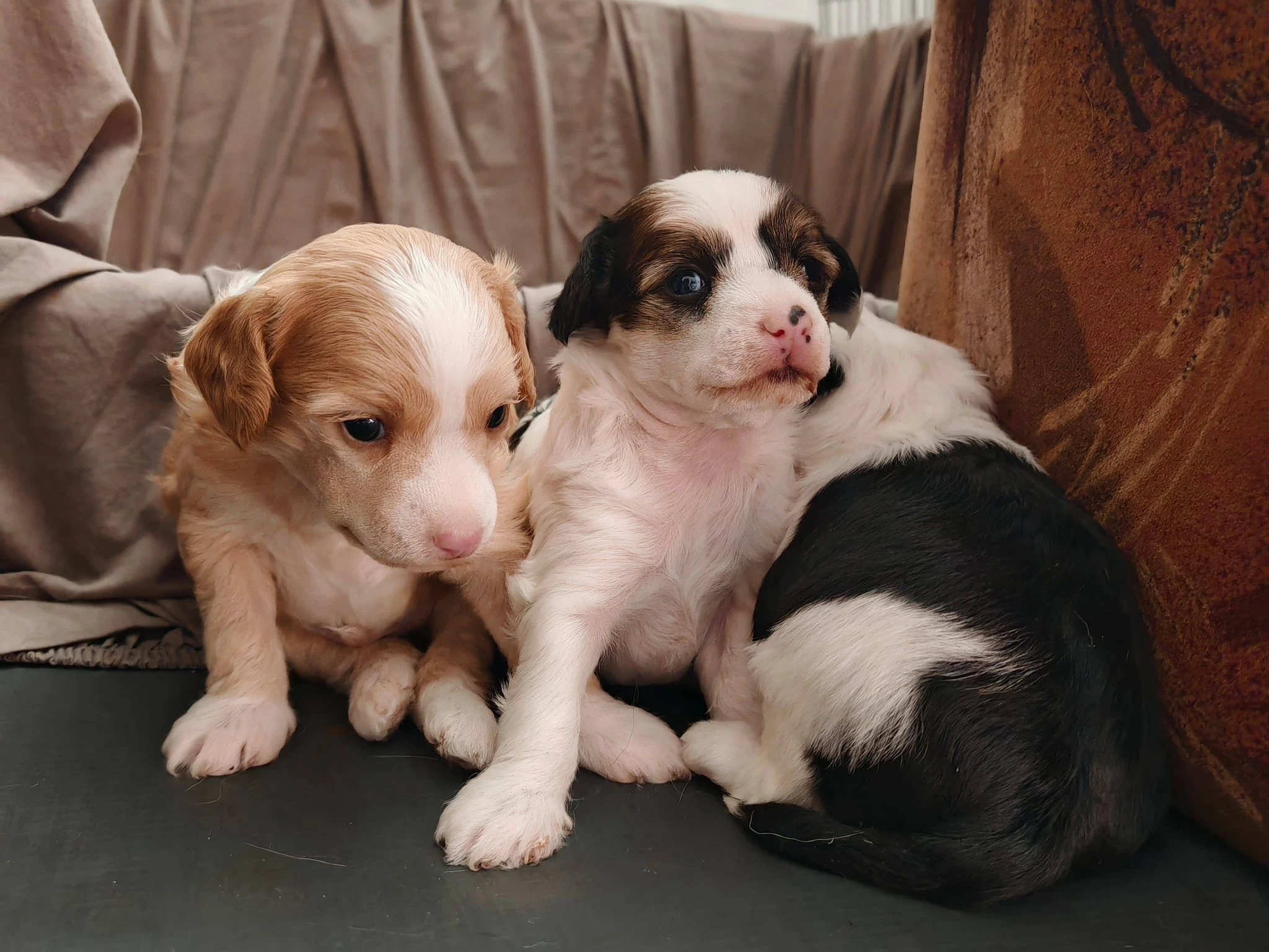 Čínský chocholatý pes