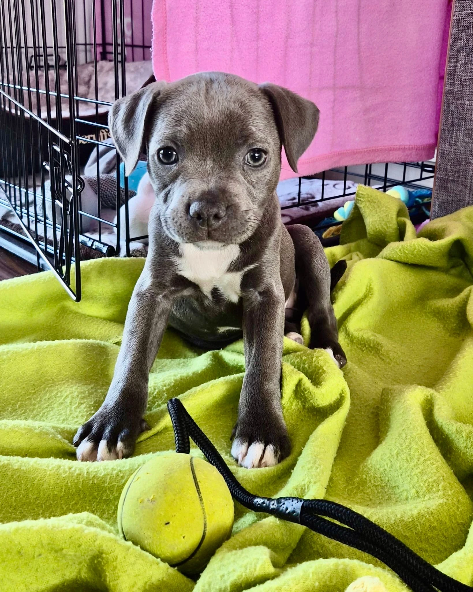 Prodám stafordširského bulteriéra