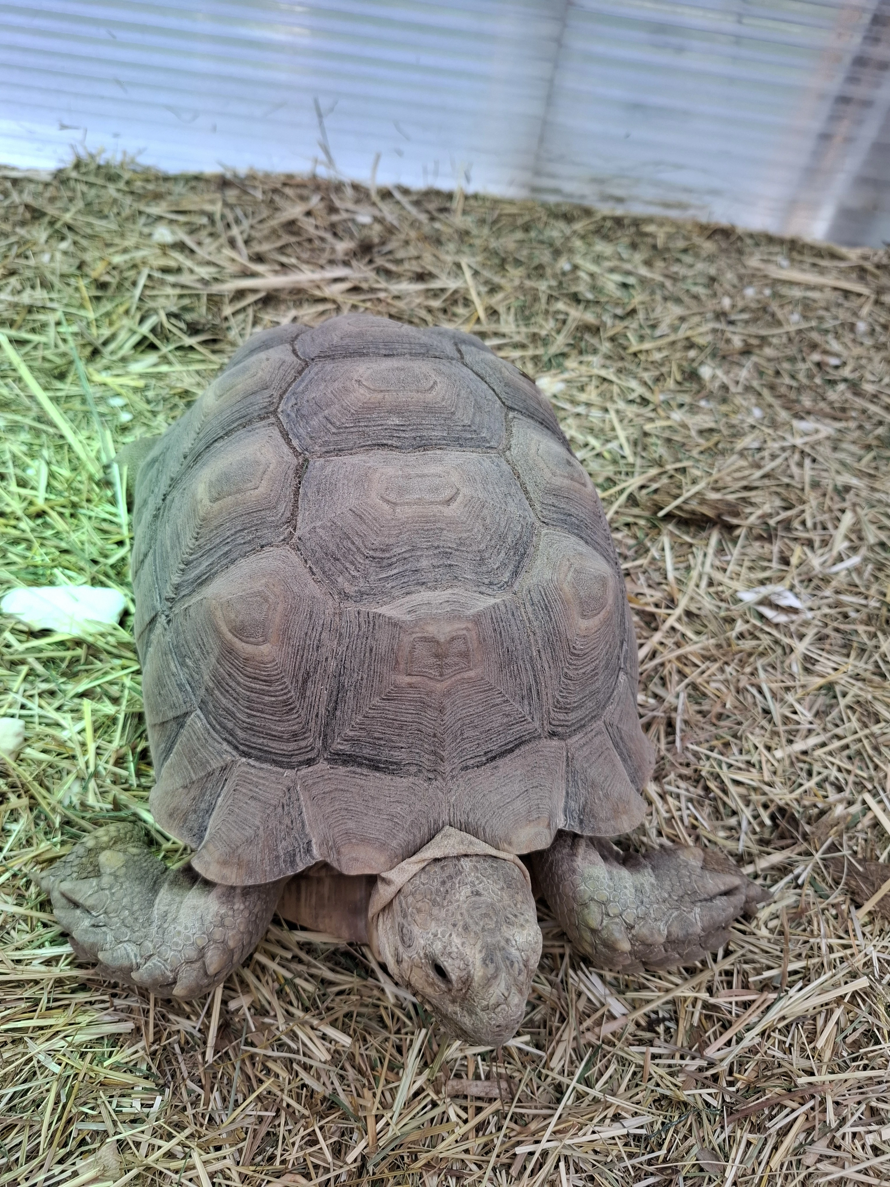 Prodam 5 lete samice