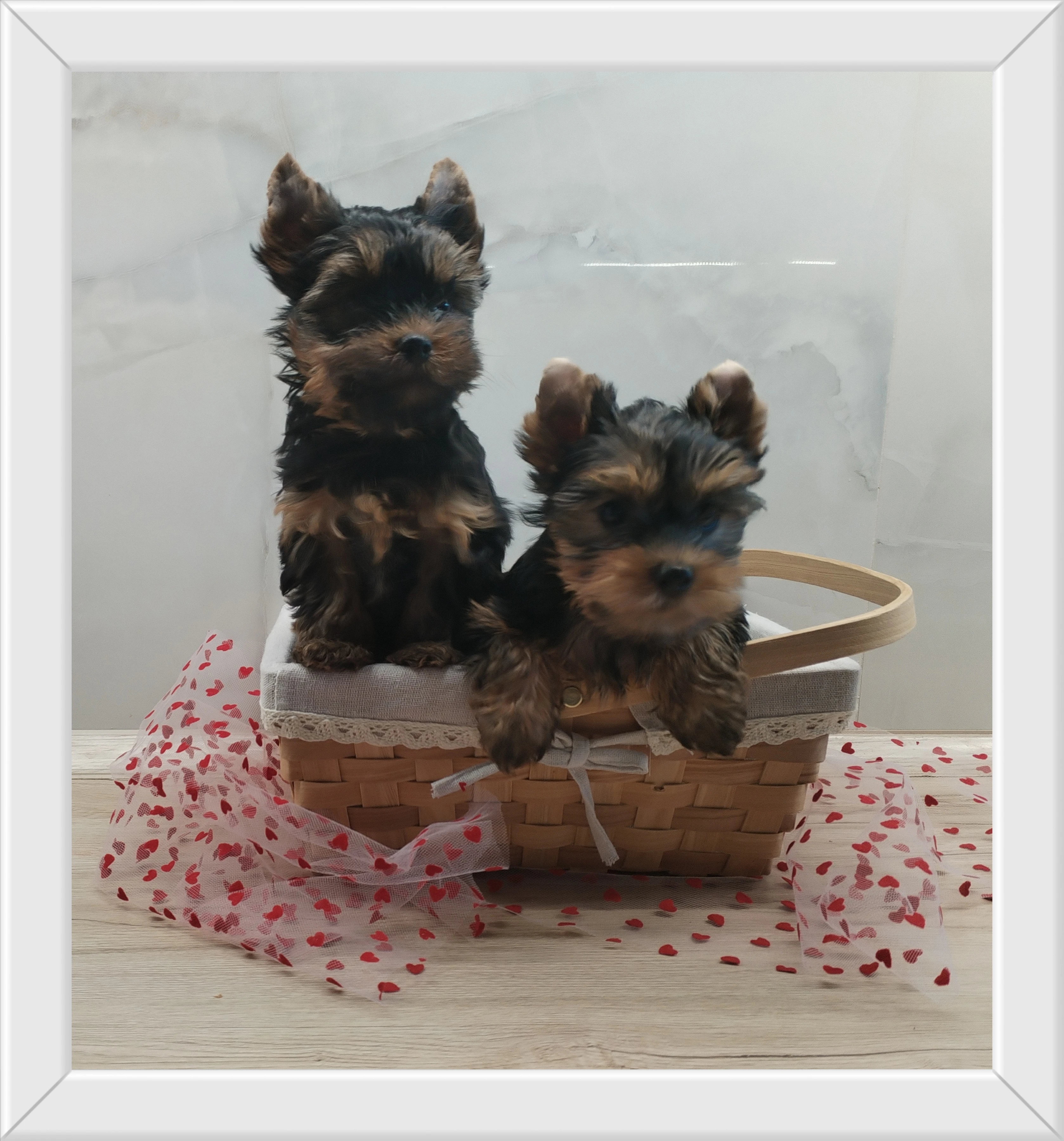 Jorkšírský teriér - kluci s PP FCI