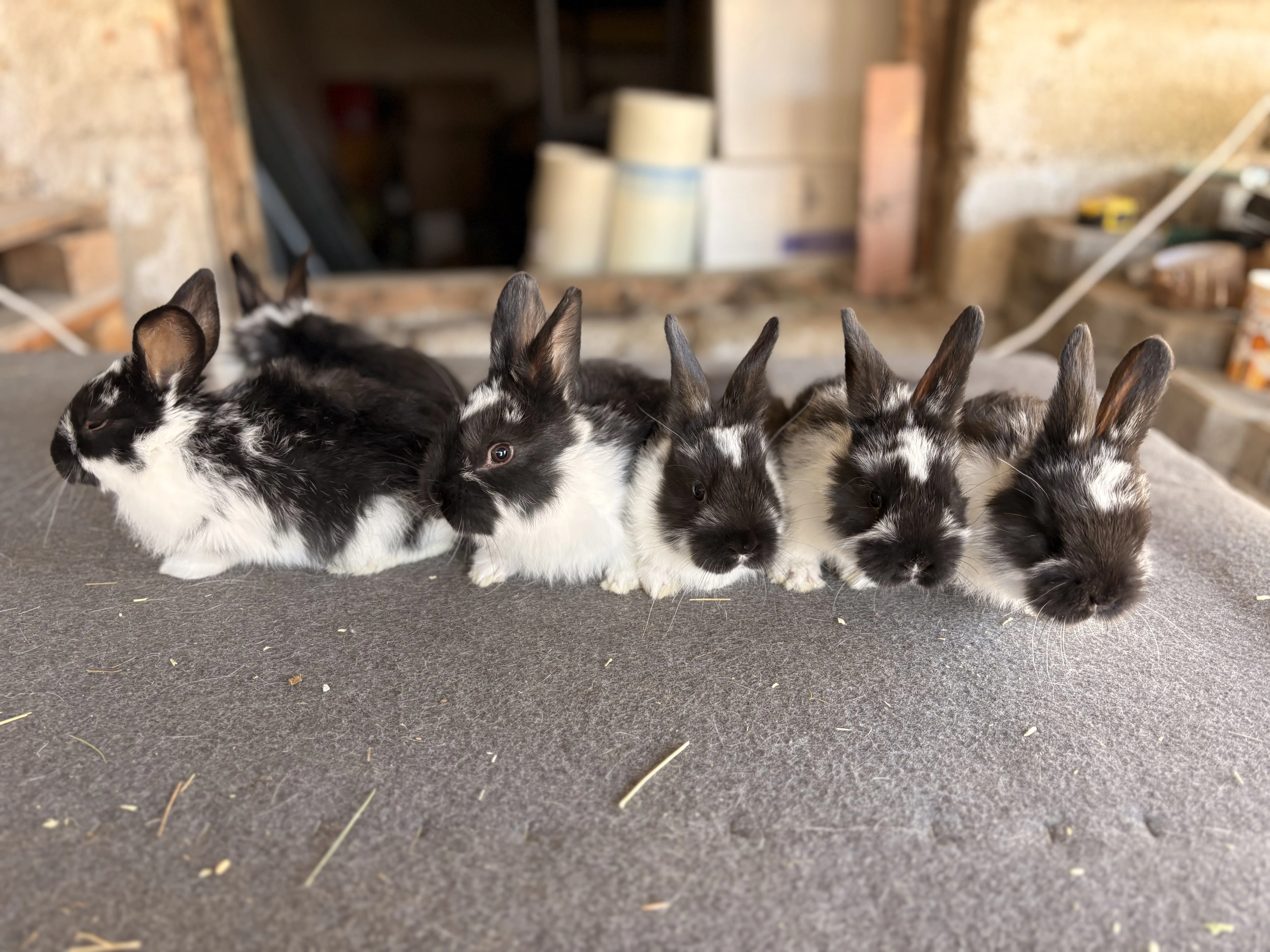 Meklenburský strakáč