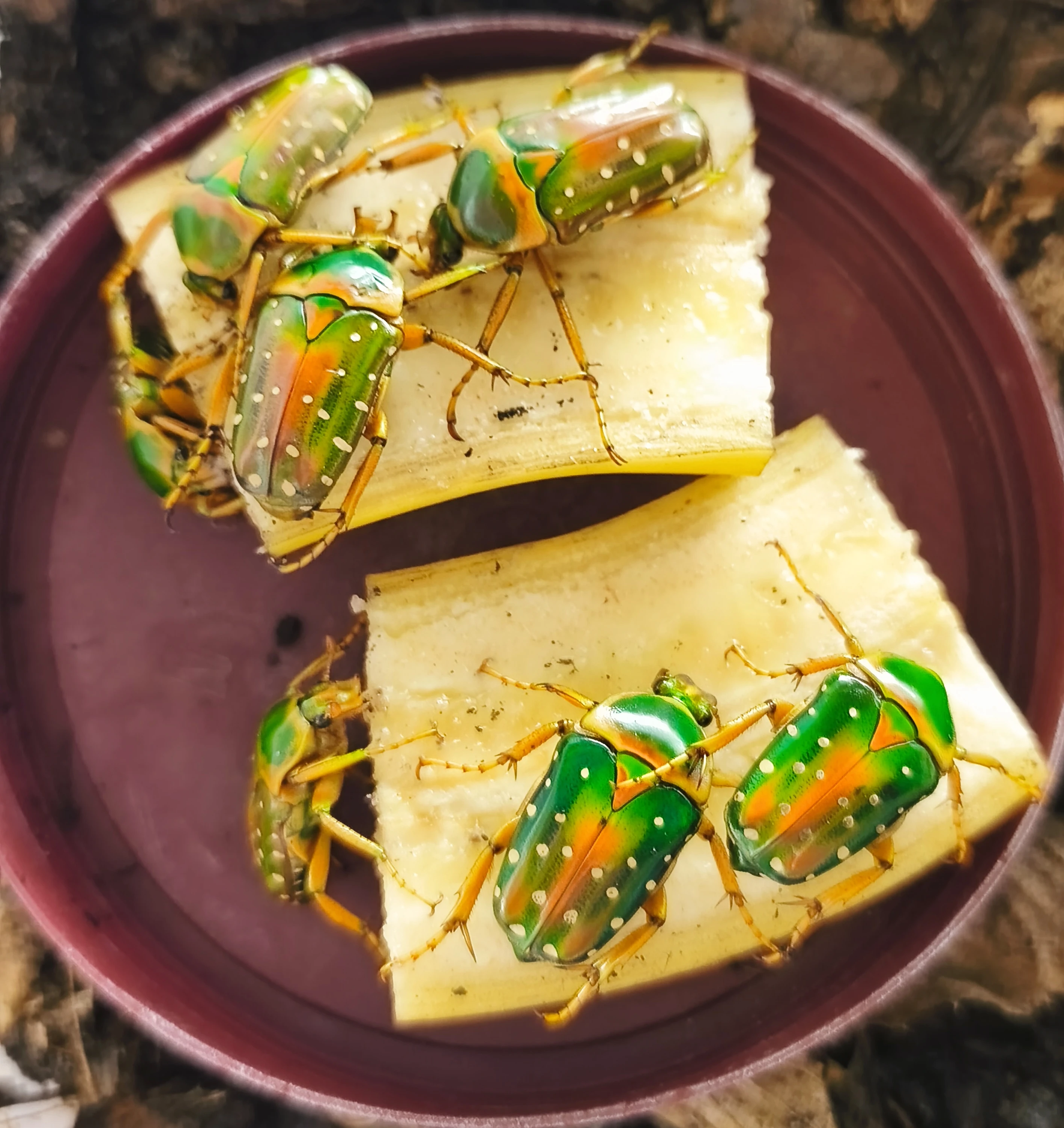 Zlatohlávci larvy: Stephanorrhina guttata