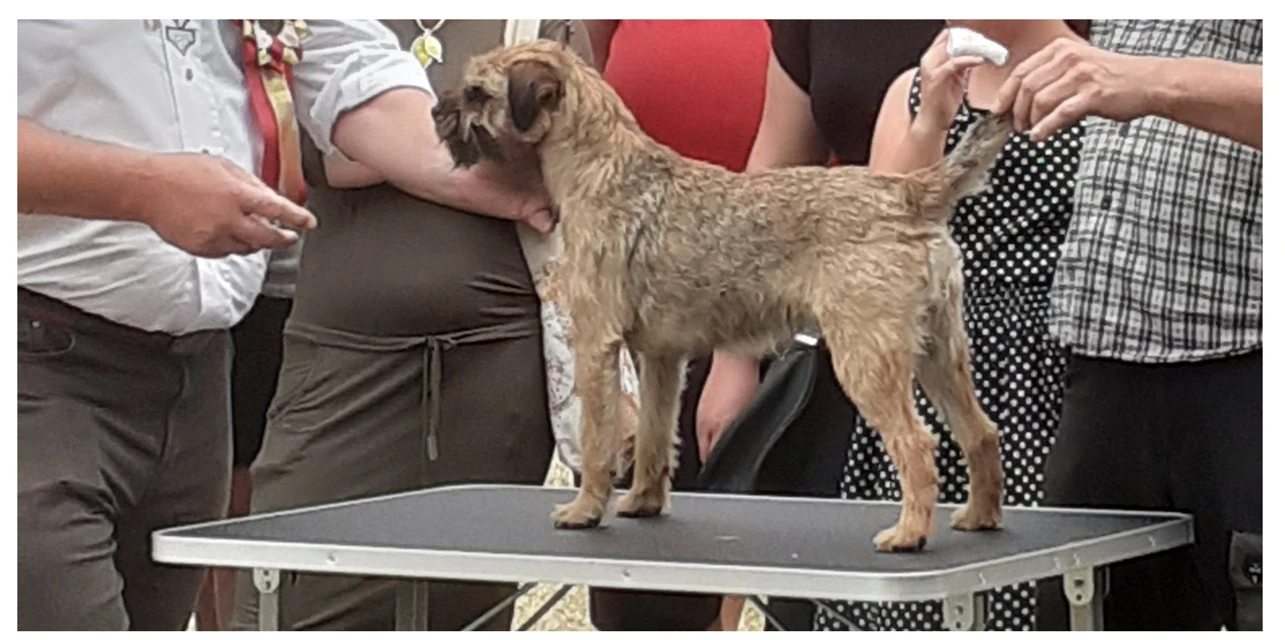 Štěňátka border teriéra