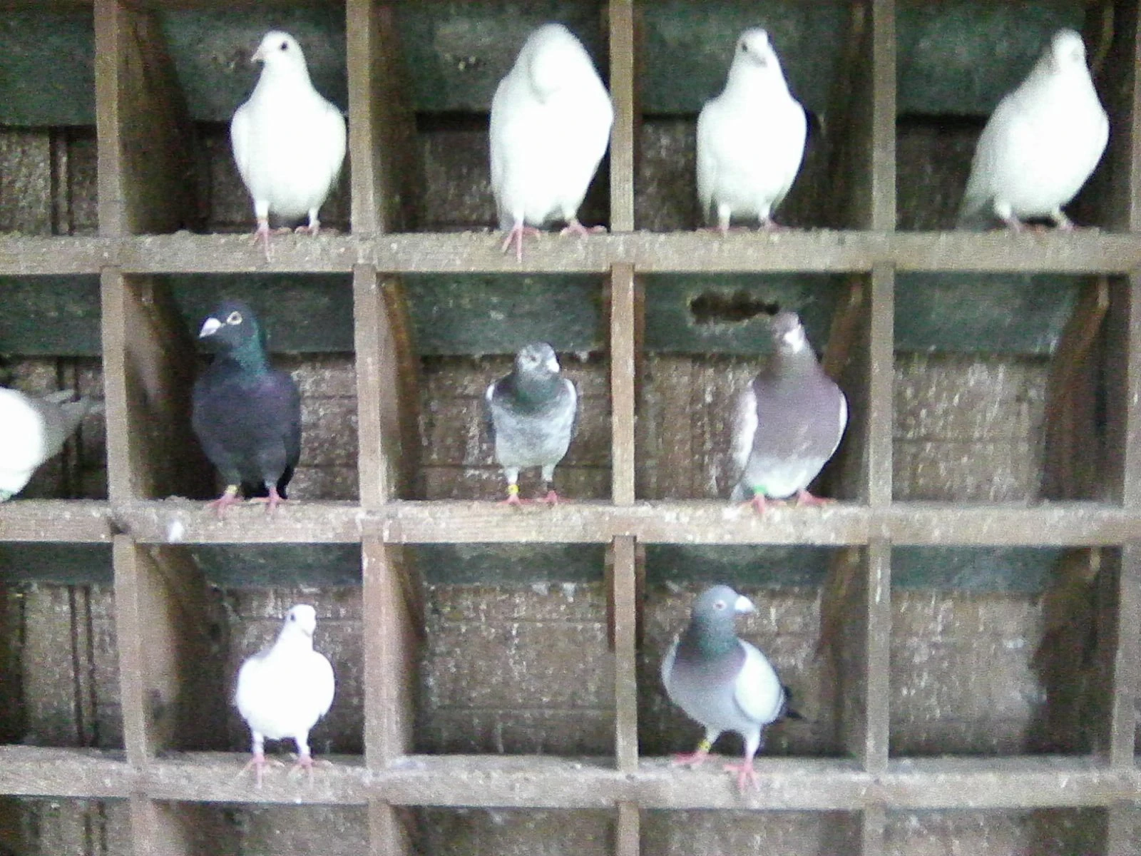 Poštovní holubi