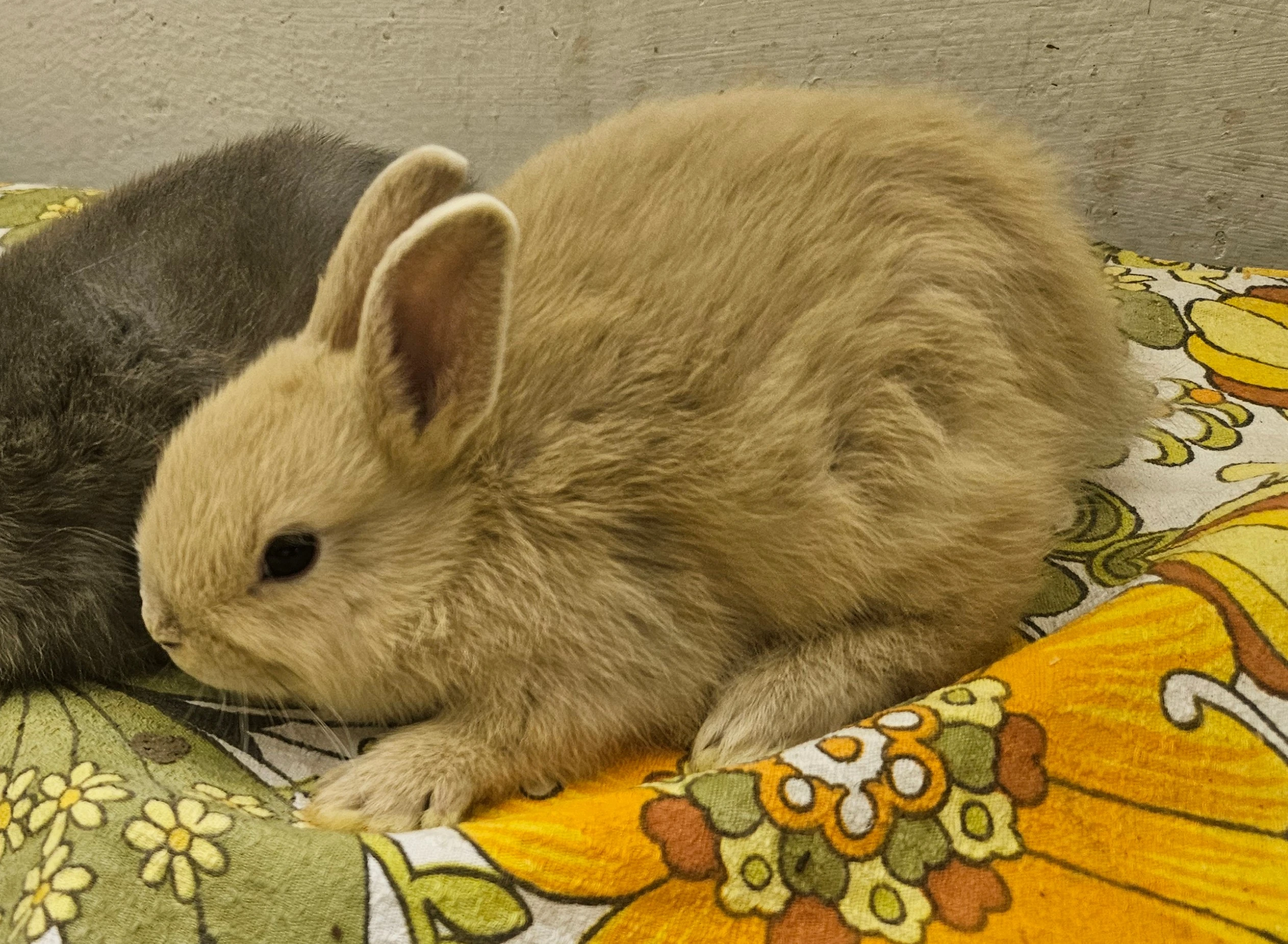 Zakrslý králíček