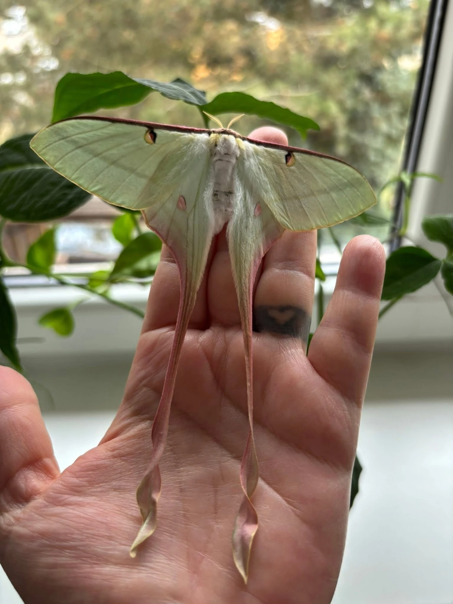 Actias dubernardi