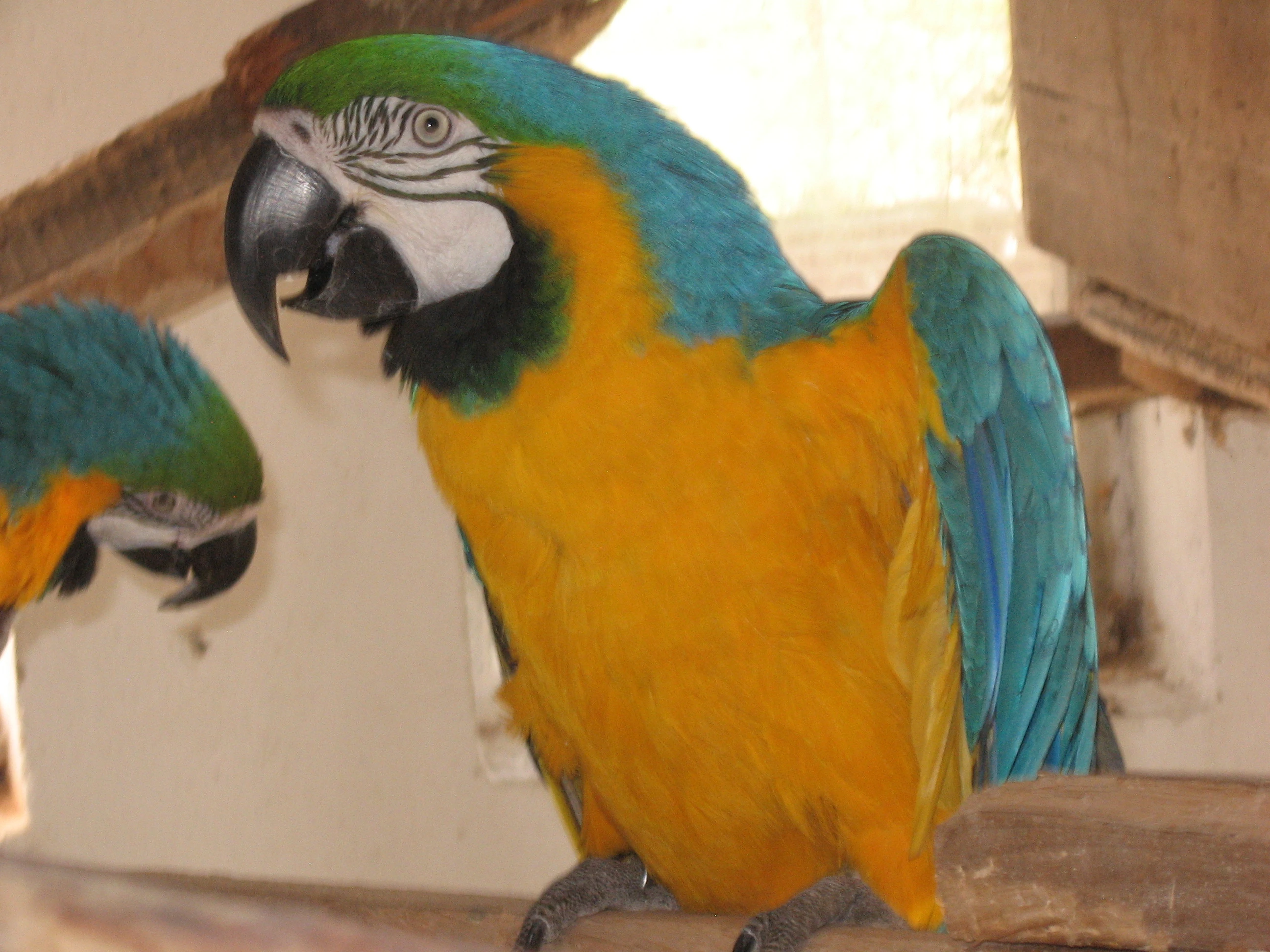 Prodám samce ararauny