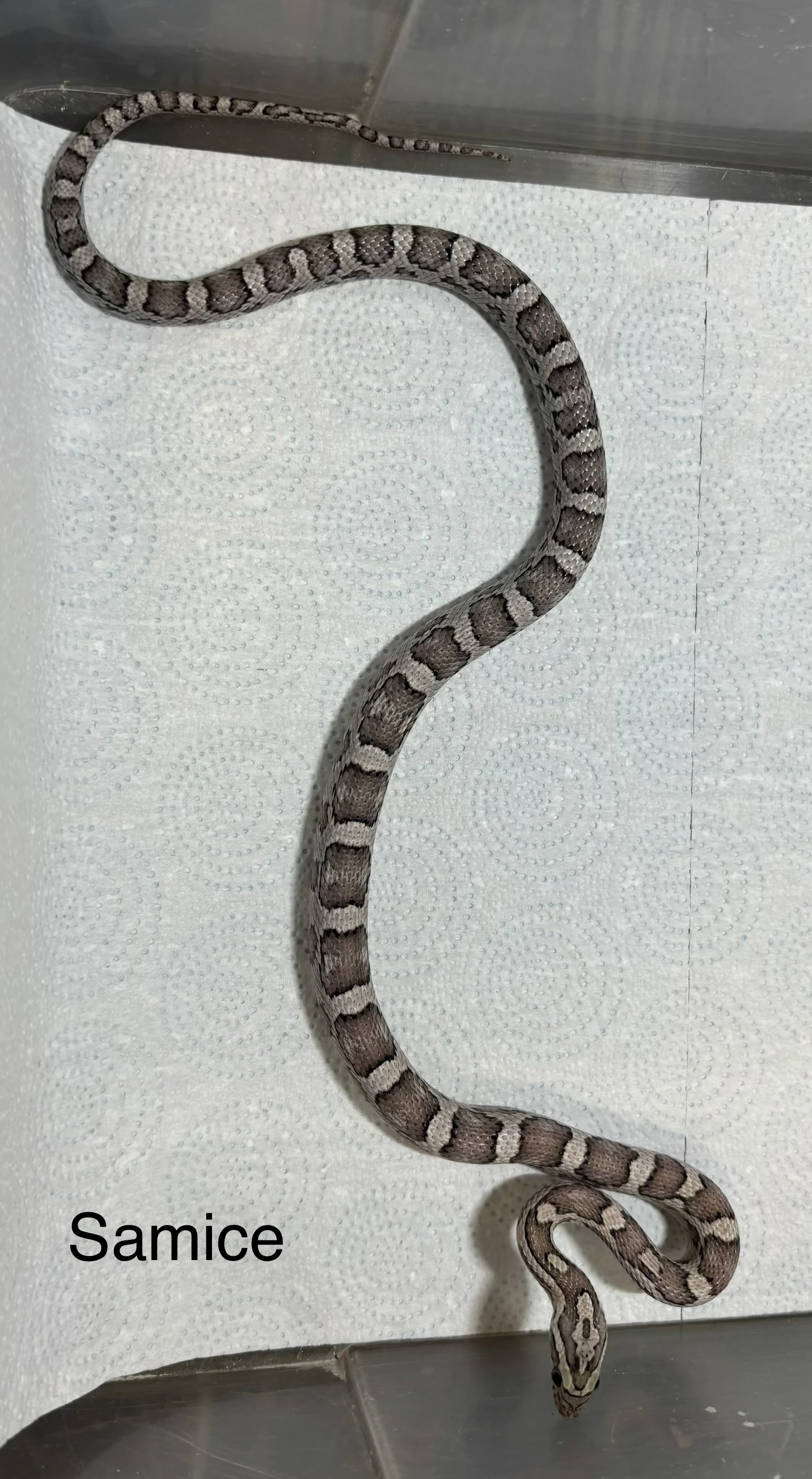 Užovka červená scaleless het scaleless