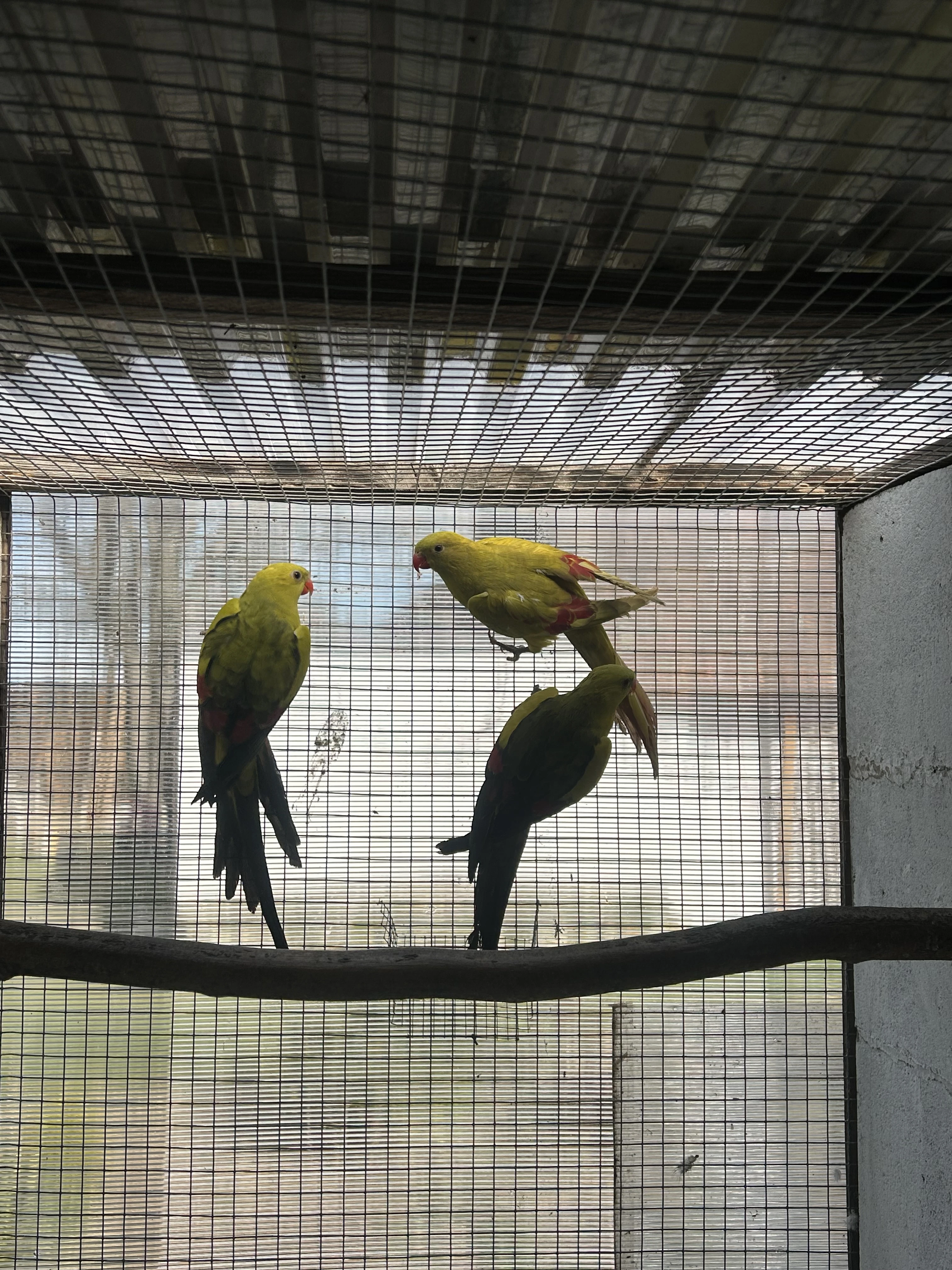 Papoušek horský lemovaný