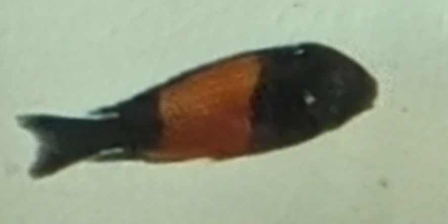 Tropheus moorii Bemba