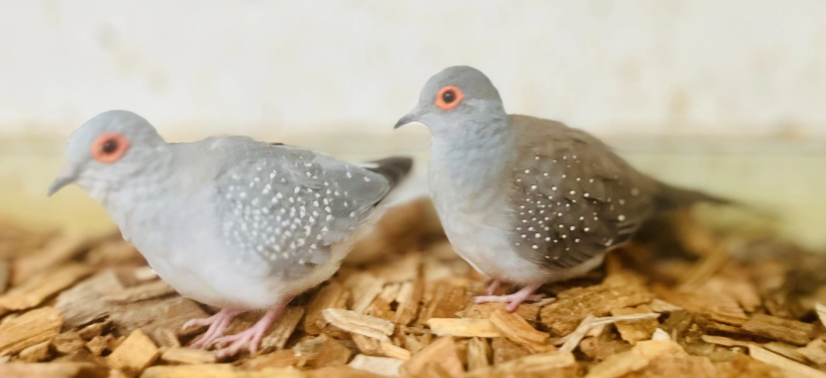 Holoubek Diamantový