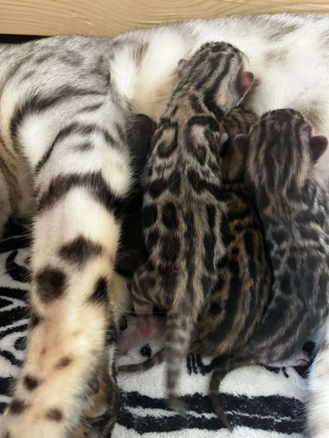 Bengálská kočka s PP - koťátka