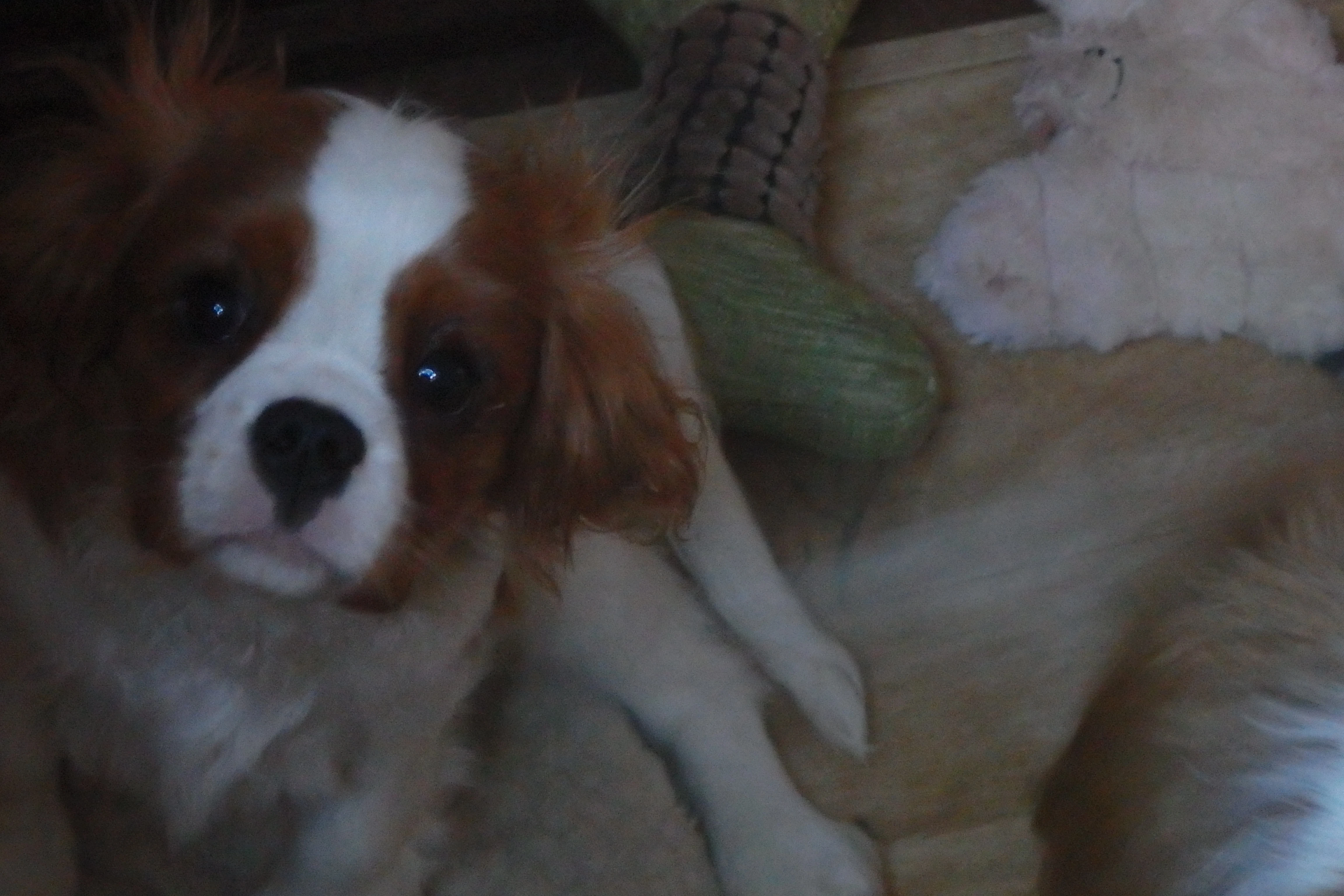 Kavalíří  holčička s PP