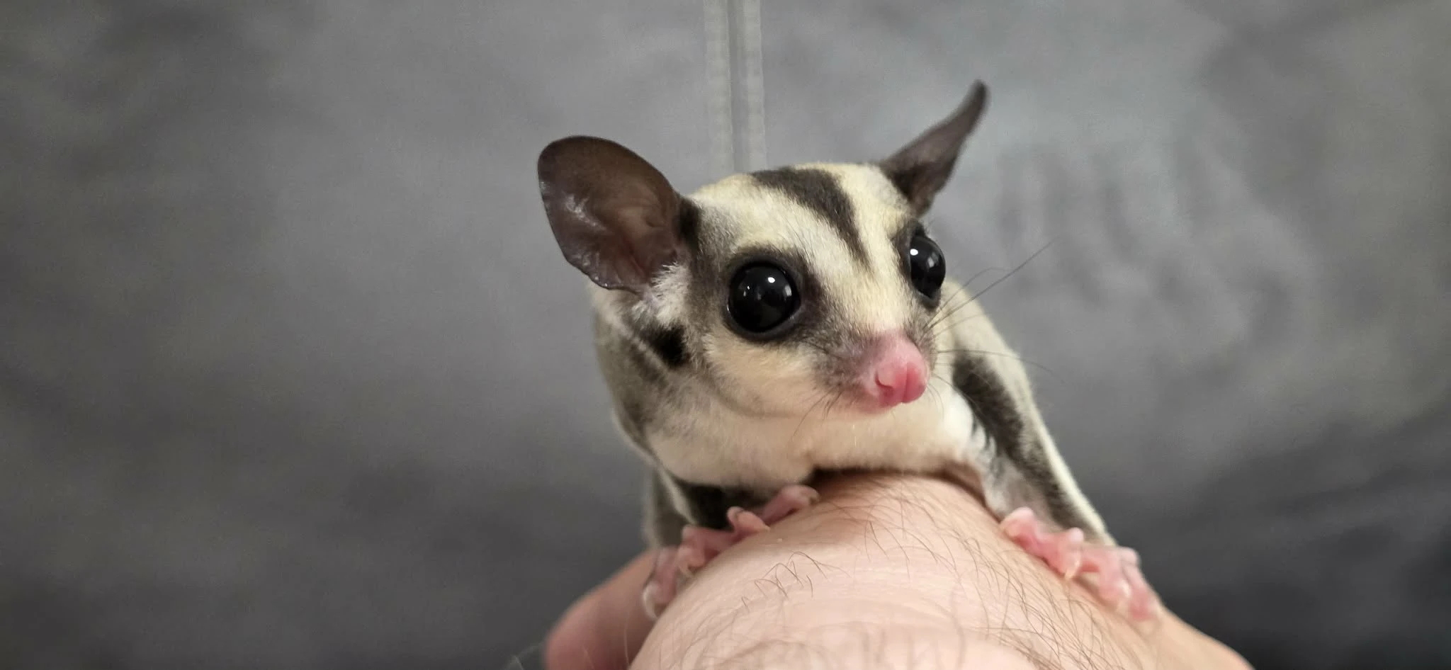 Vakoveverka létavá - malá holčička