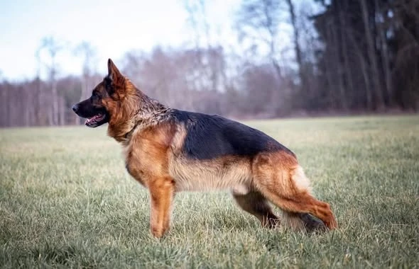 Supr štěńata něm.ovčáka s PP