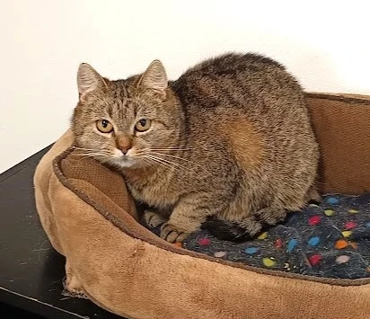 Kočička Františka hledá nový domov