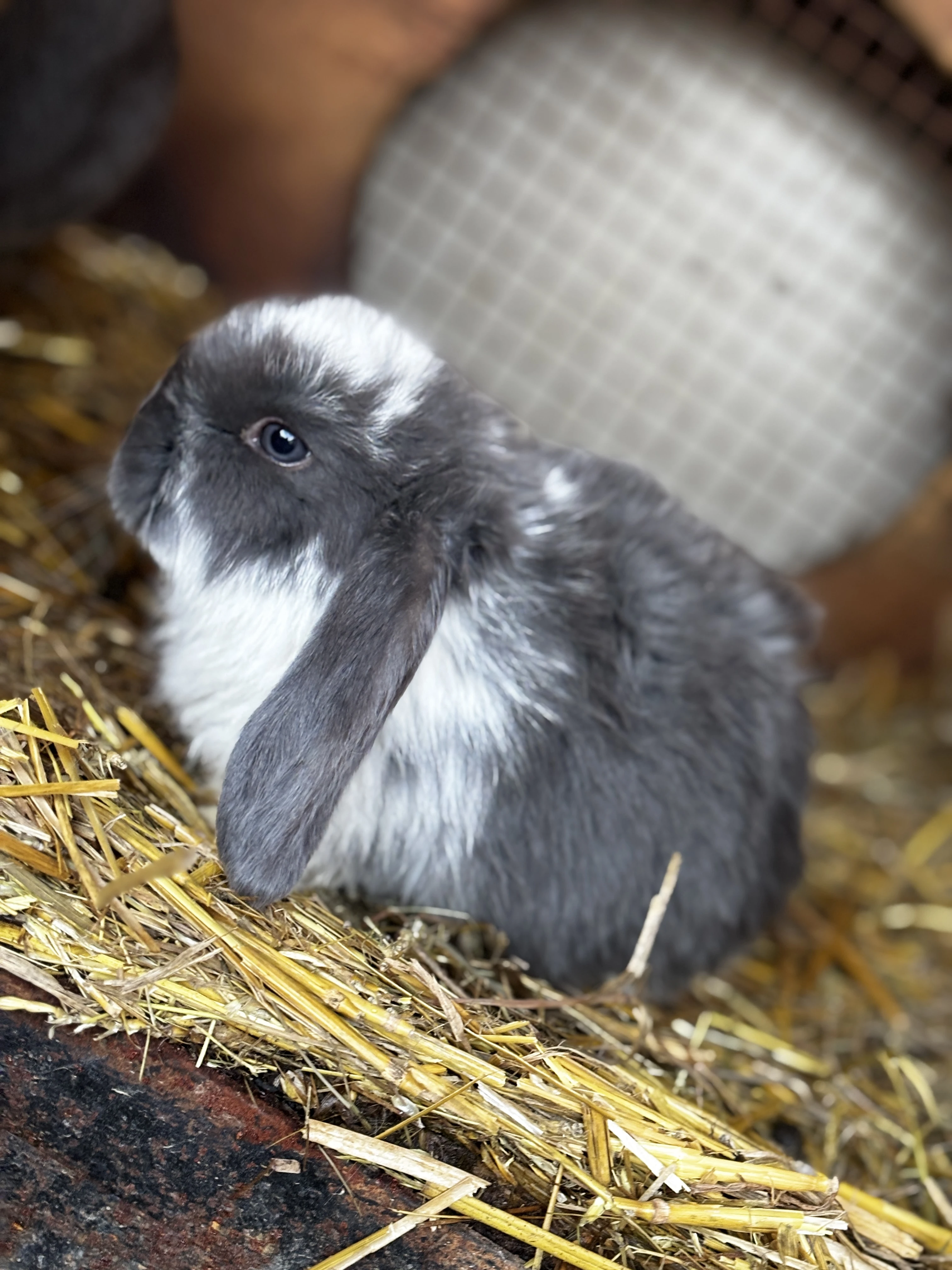 Francouzský beran modrý Strakáč