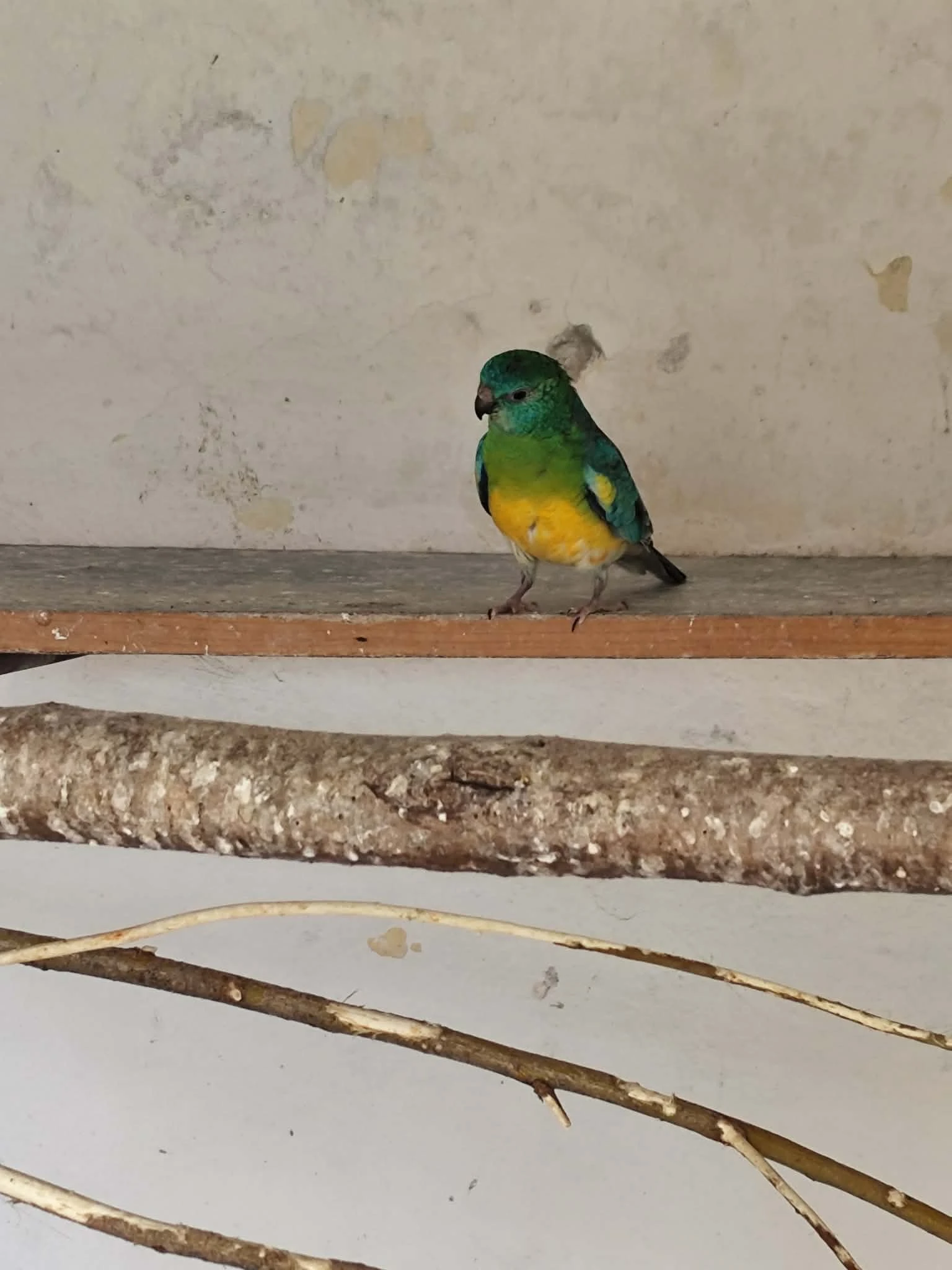 Prodám lonskeho samce