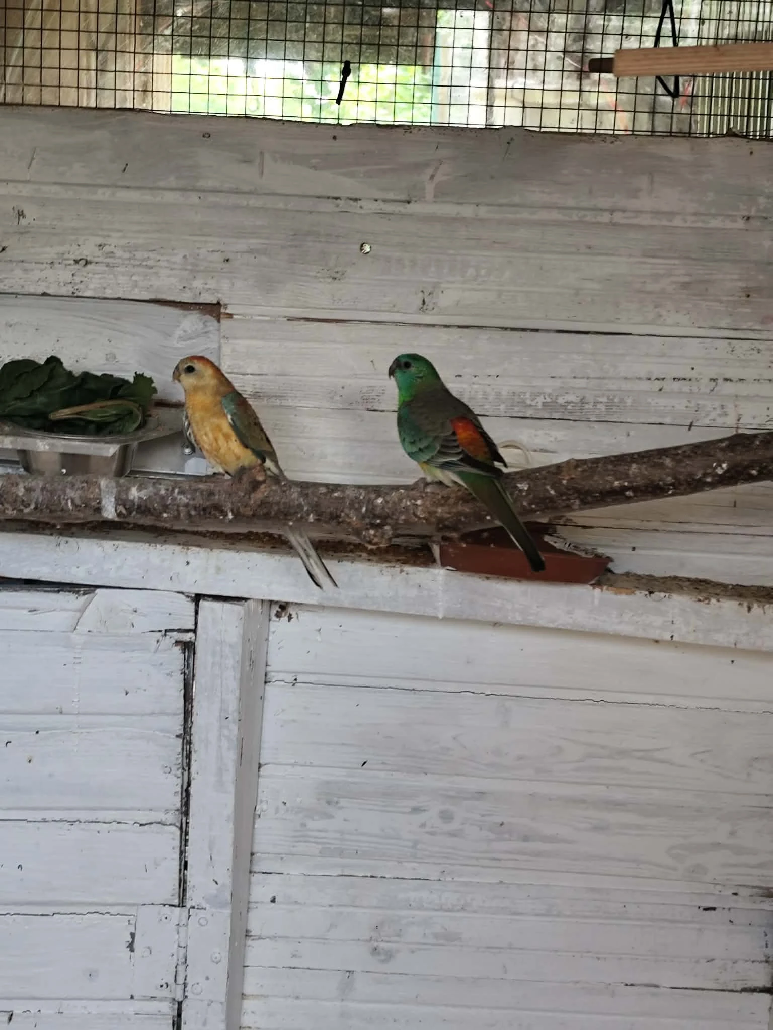 Prodám lonskeho samce