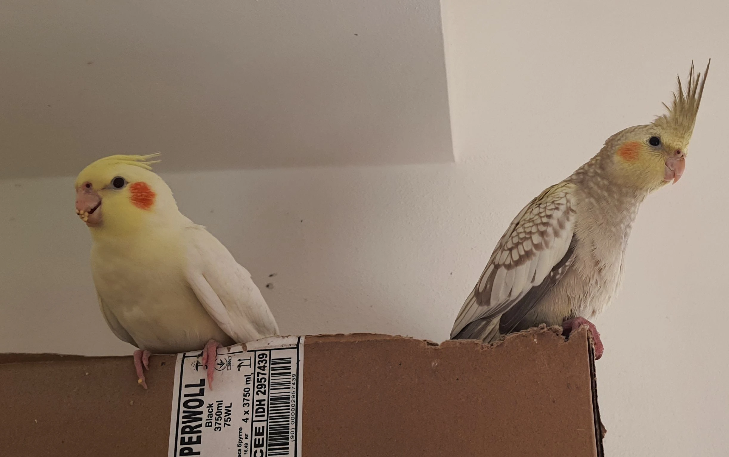 Prodáme ručně dokrmená mláďata korely chocholeté z bytu