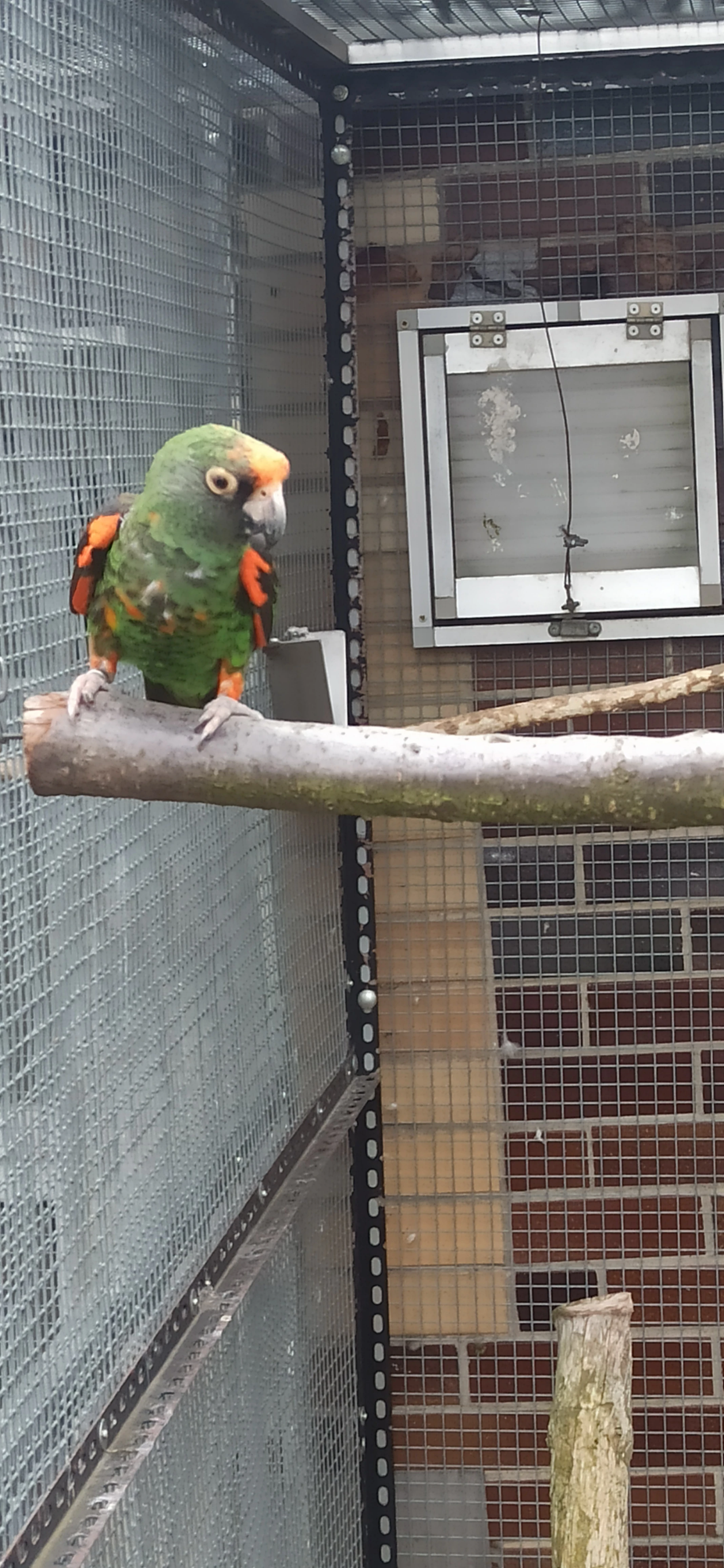 Papoušek konžský gul. gul.