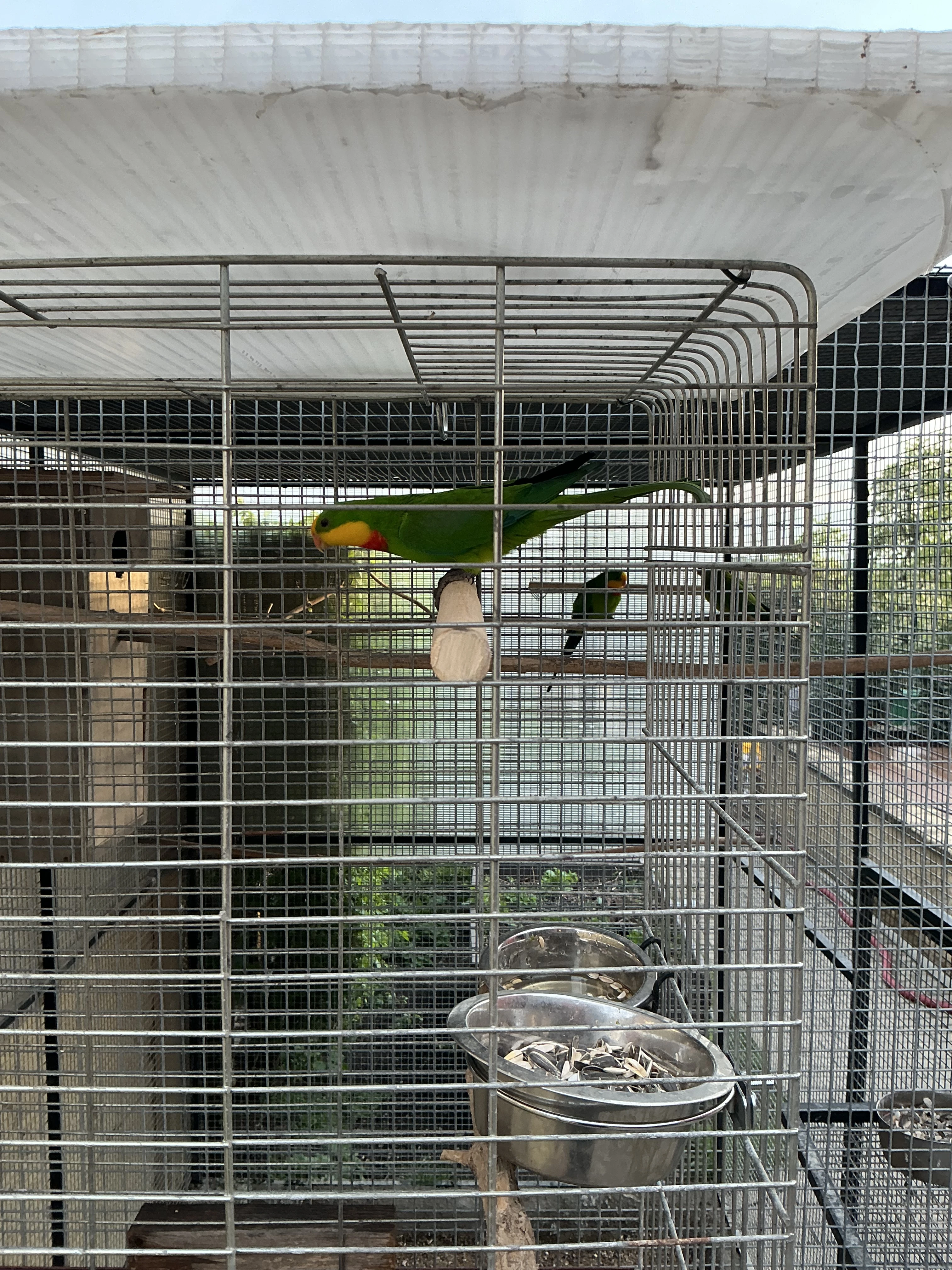 Papoušek nádherný