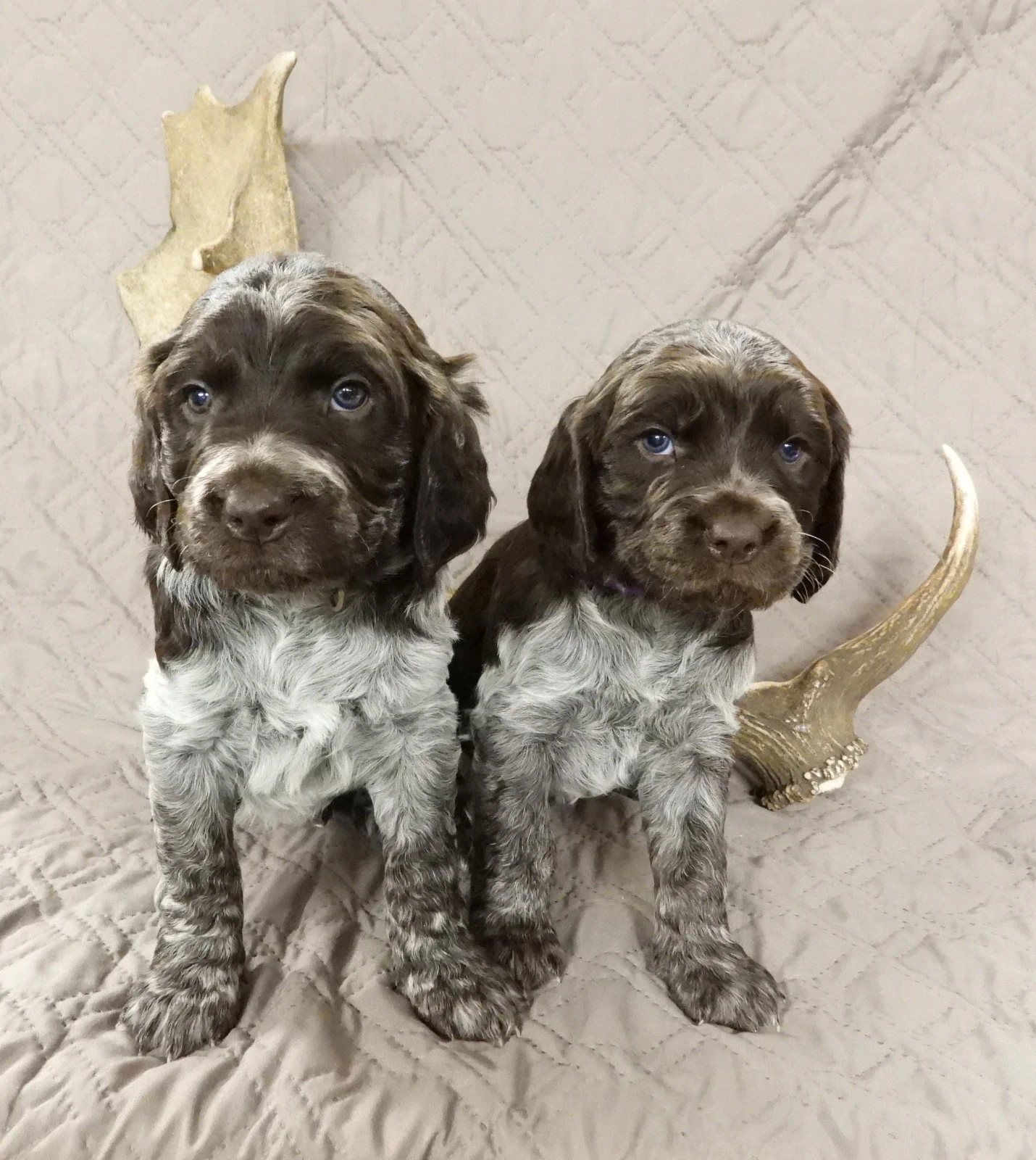 Štěňátka německého křepelaka