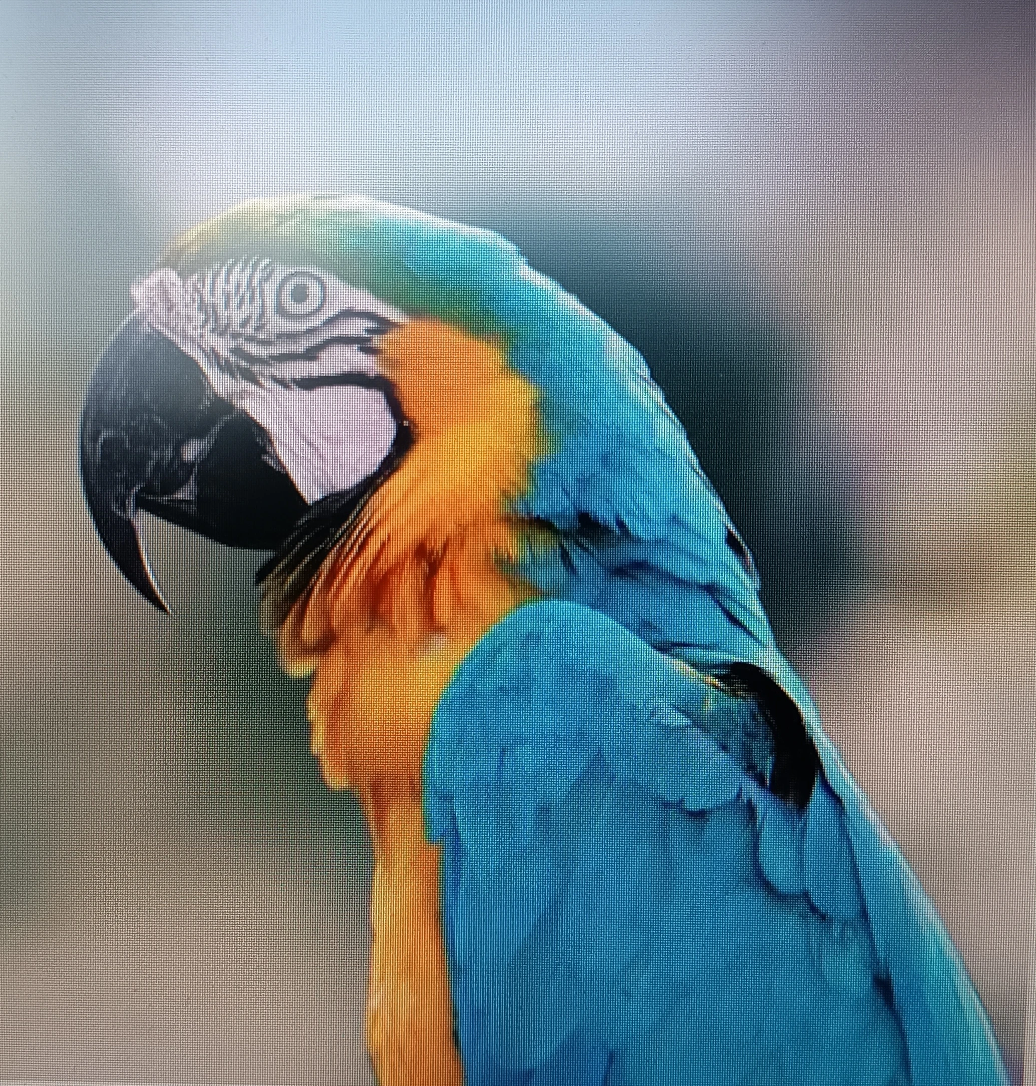 Prodám pár Ara ararauna