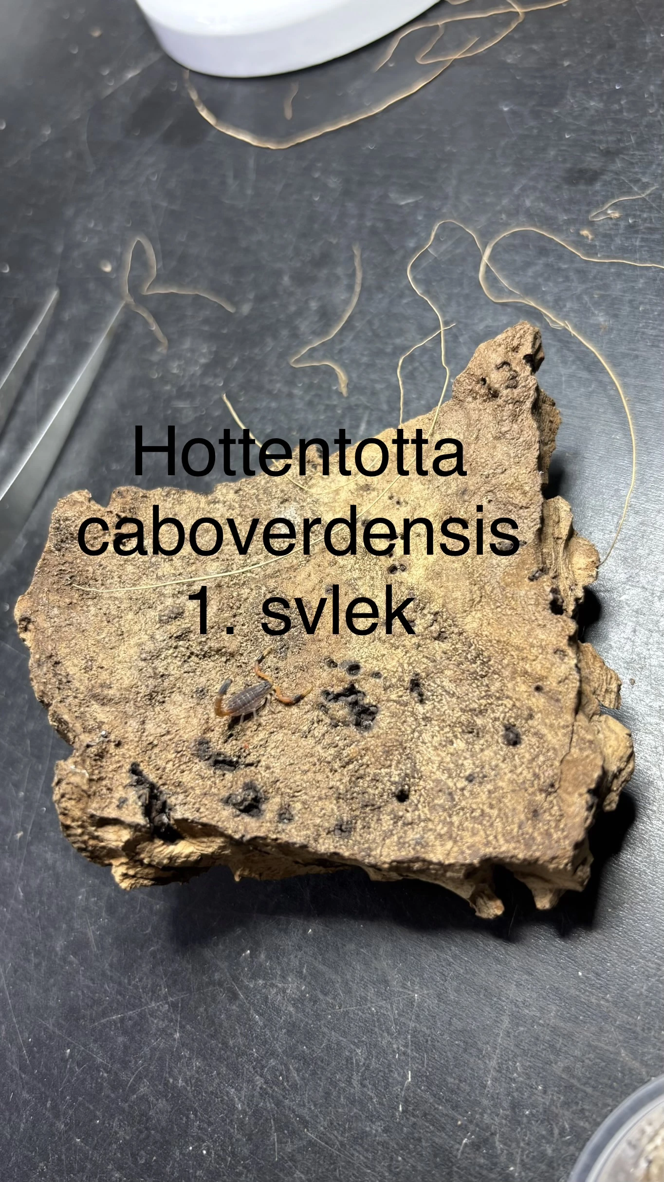 Štíři - aktuální nabídka 21.4.