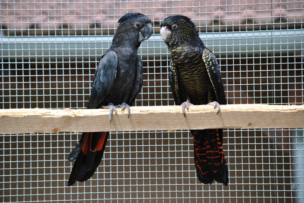 Chovný pár Kakadu Havraní Samueli