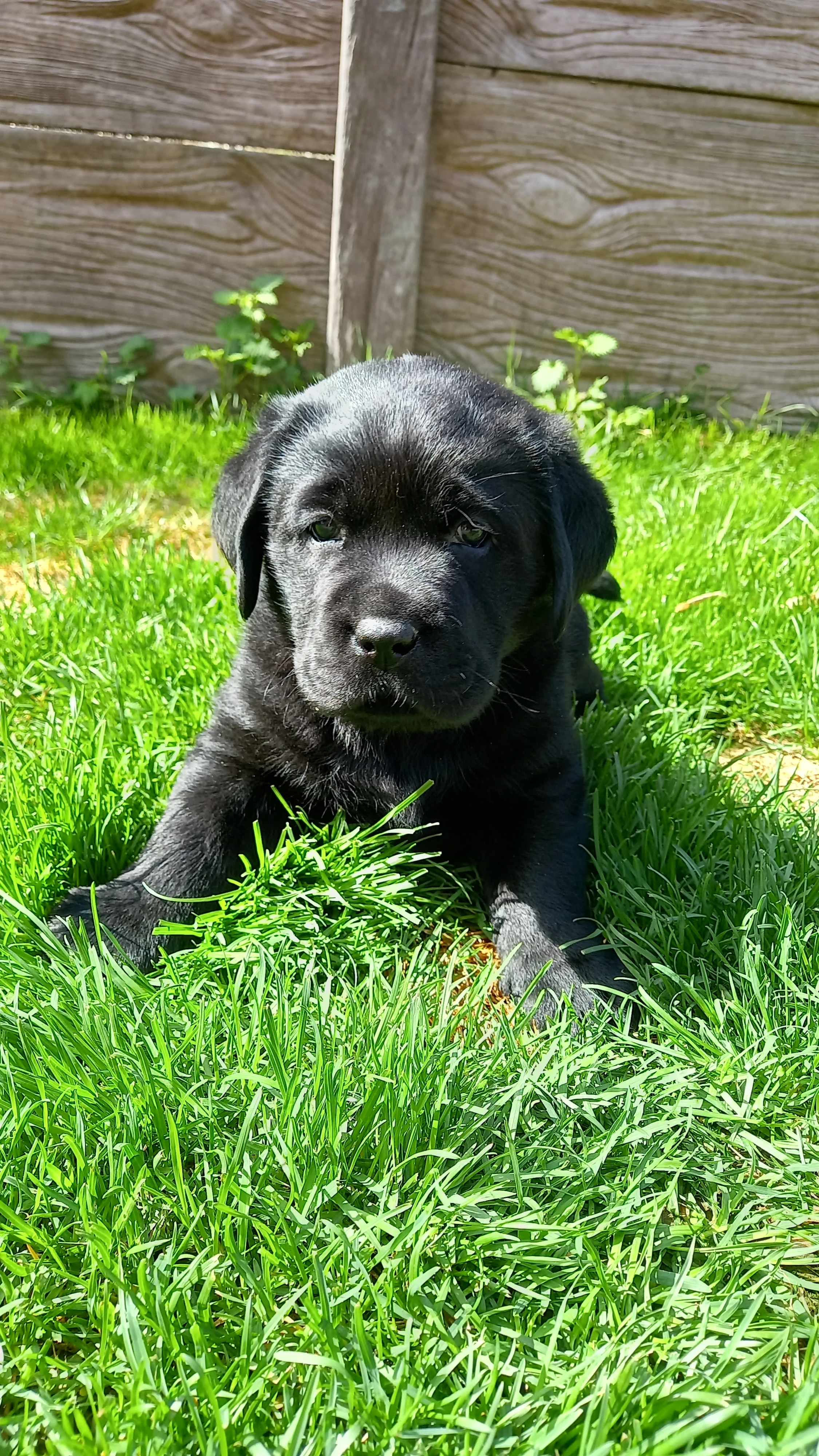 Labradorský retrívr