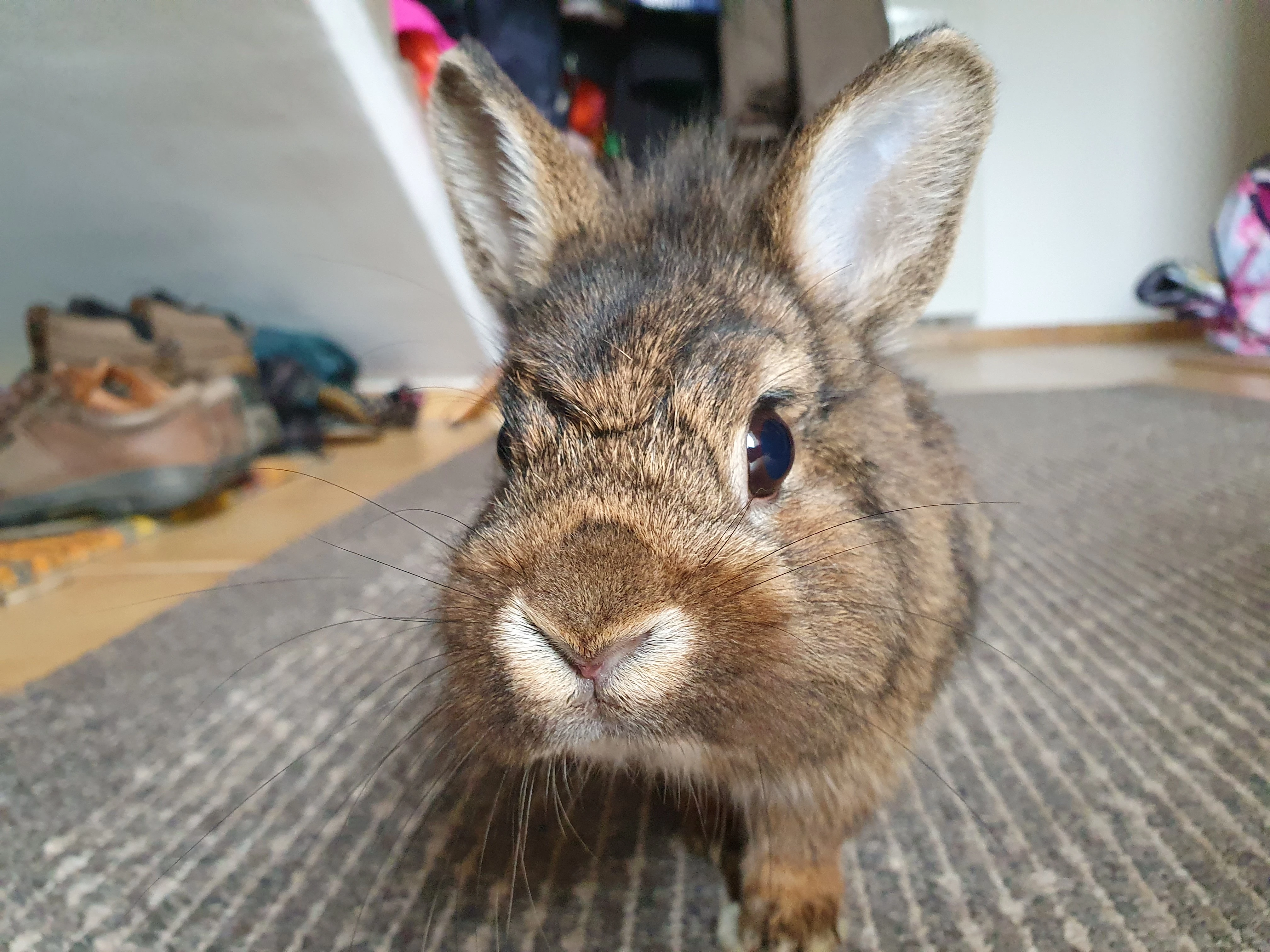 Mladý, ochočený králík, zvyklý na děti