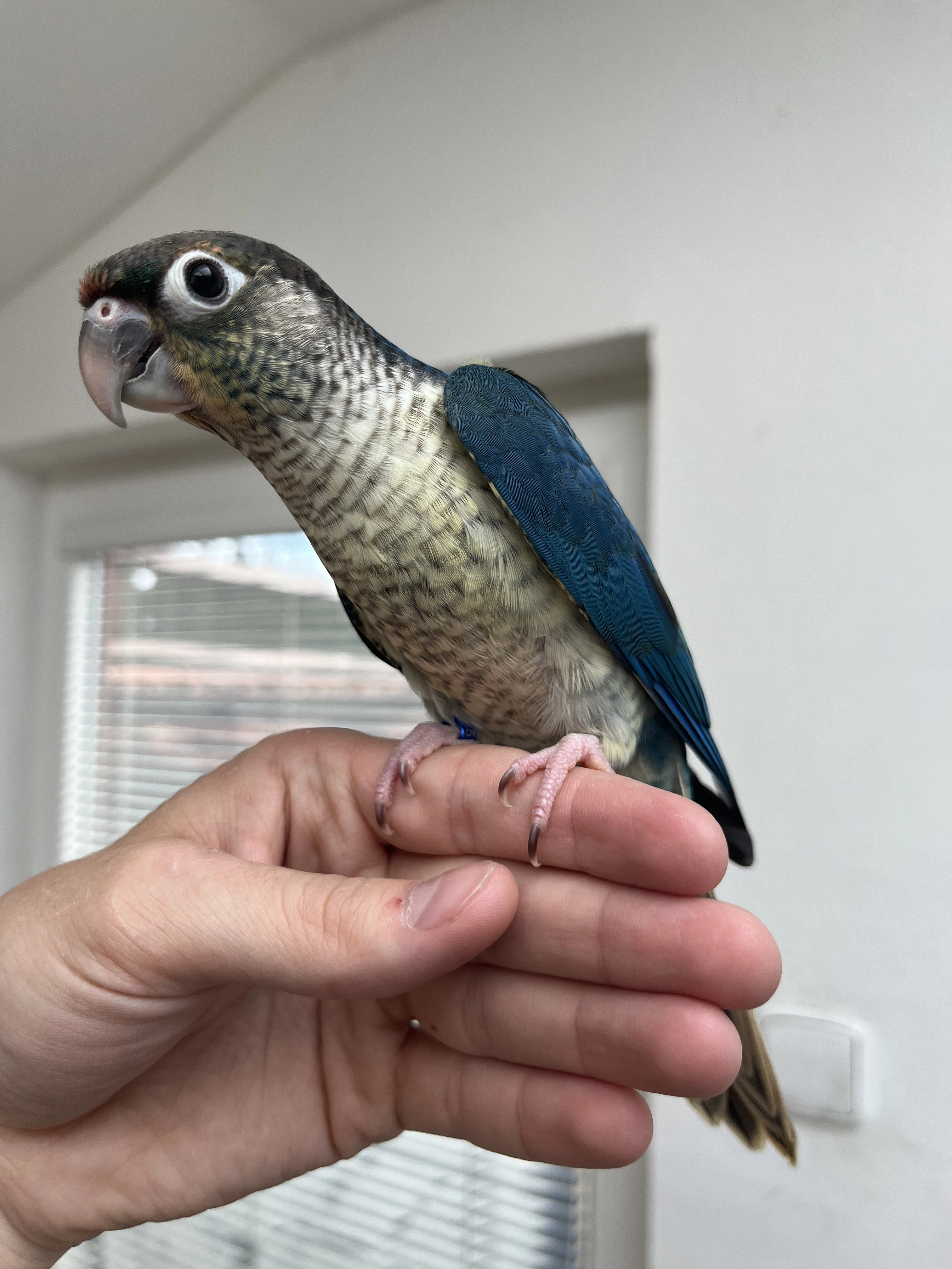 Pyrura - ručně dokrmená mláďata