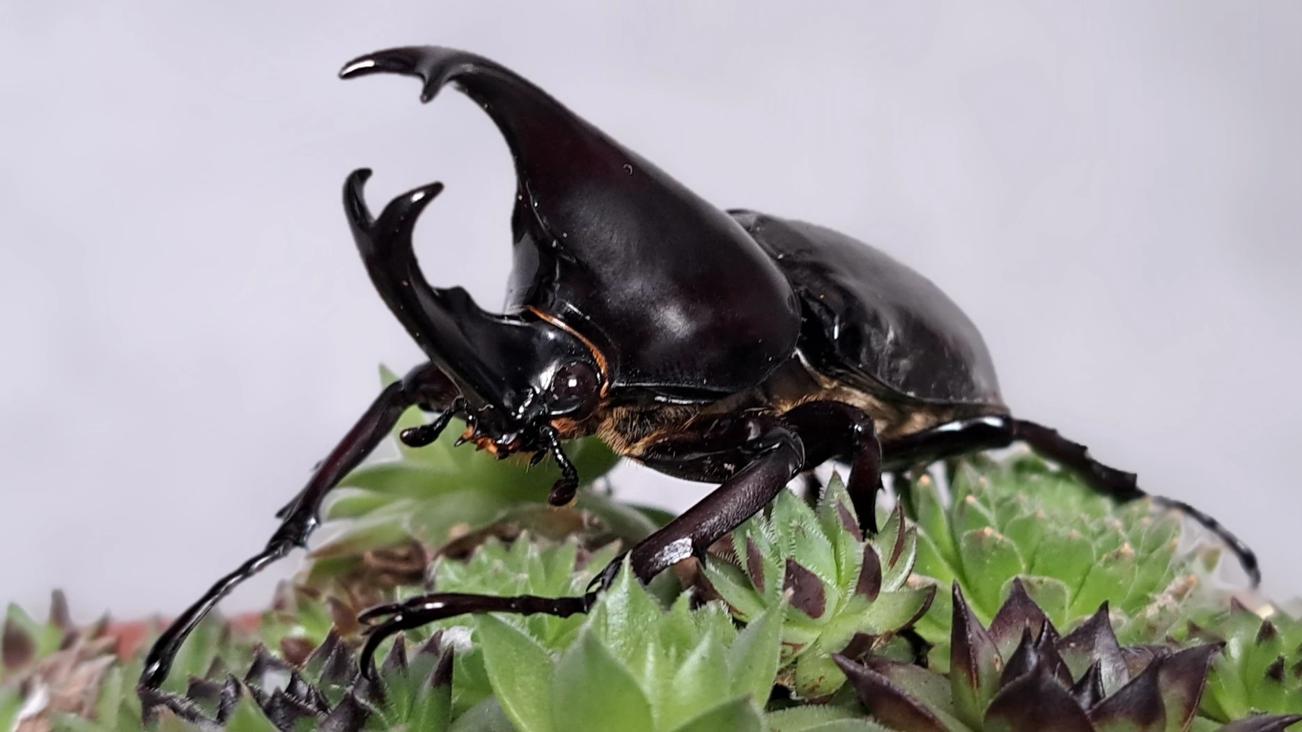 Nabídka na Faunatrhy Ostrava 26.4.2026