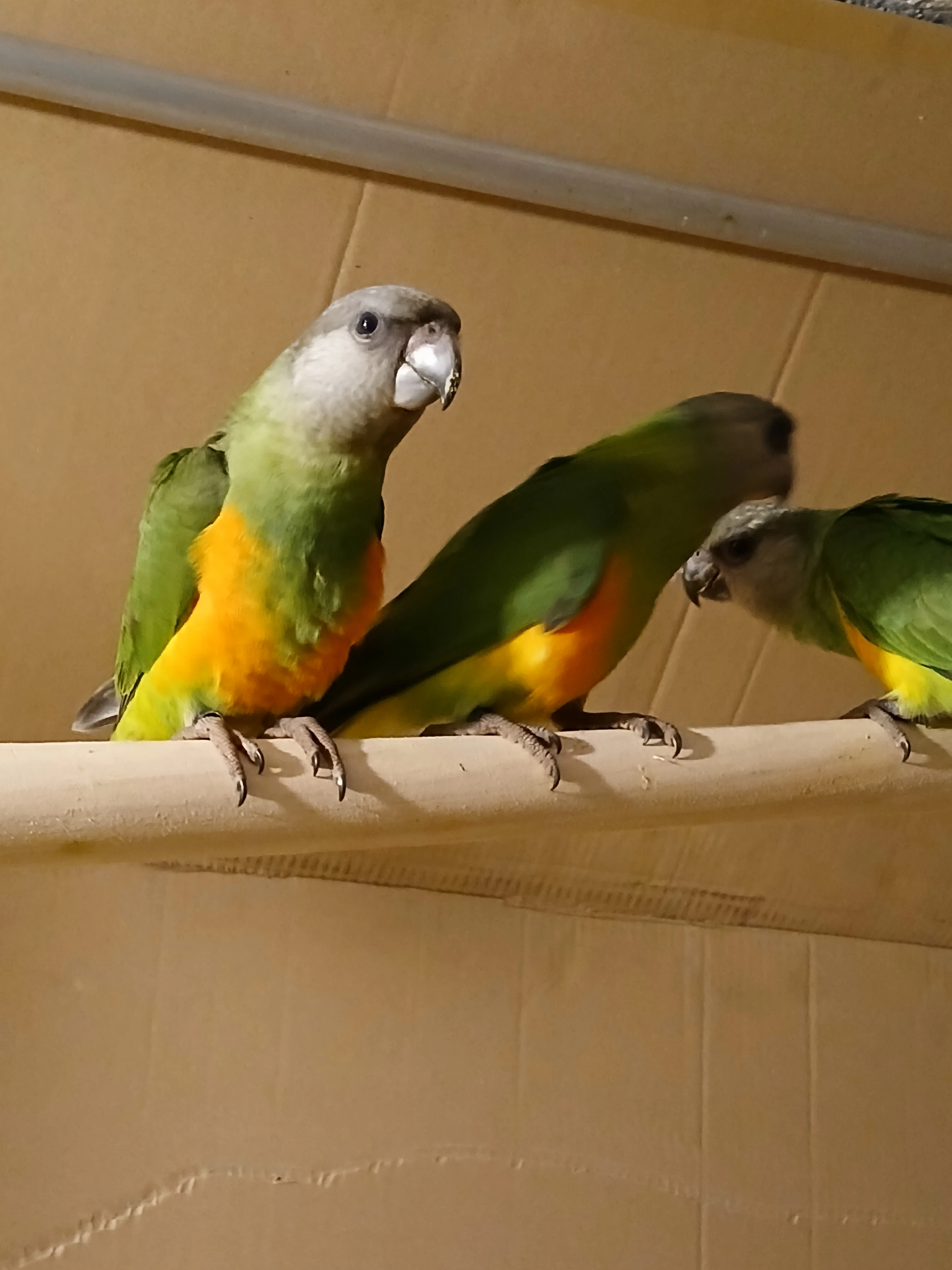 Papoušek senegalský