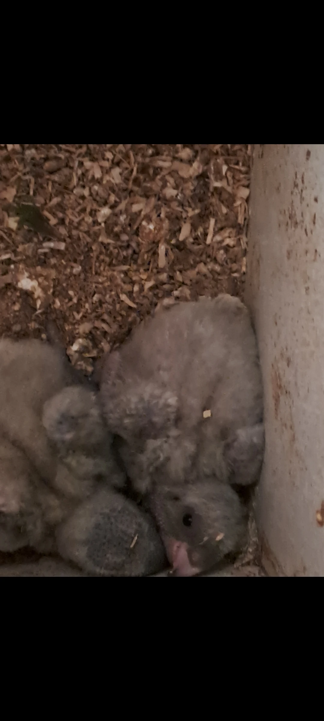 Papoušek senegalský