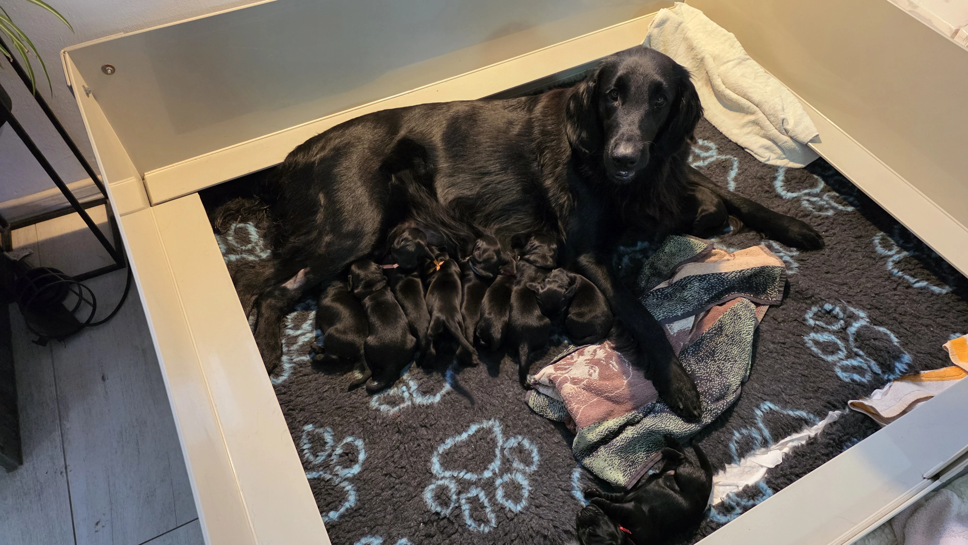 Flat Coated Retriever - štěňátka