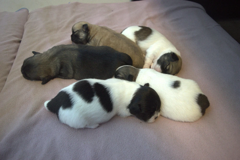 Štěňata tibetského španěla