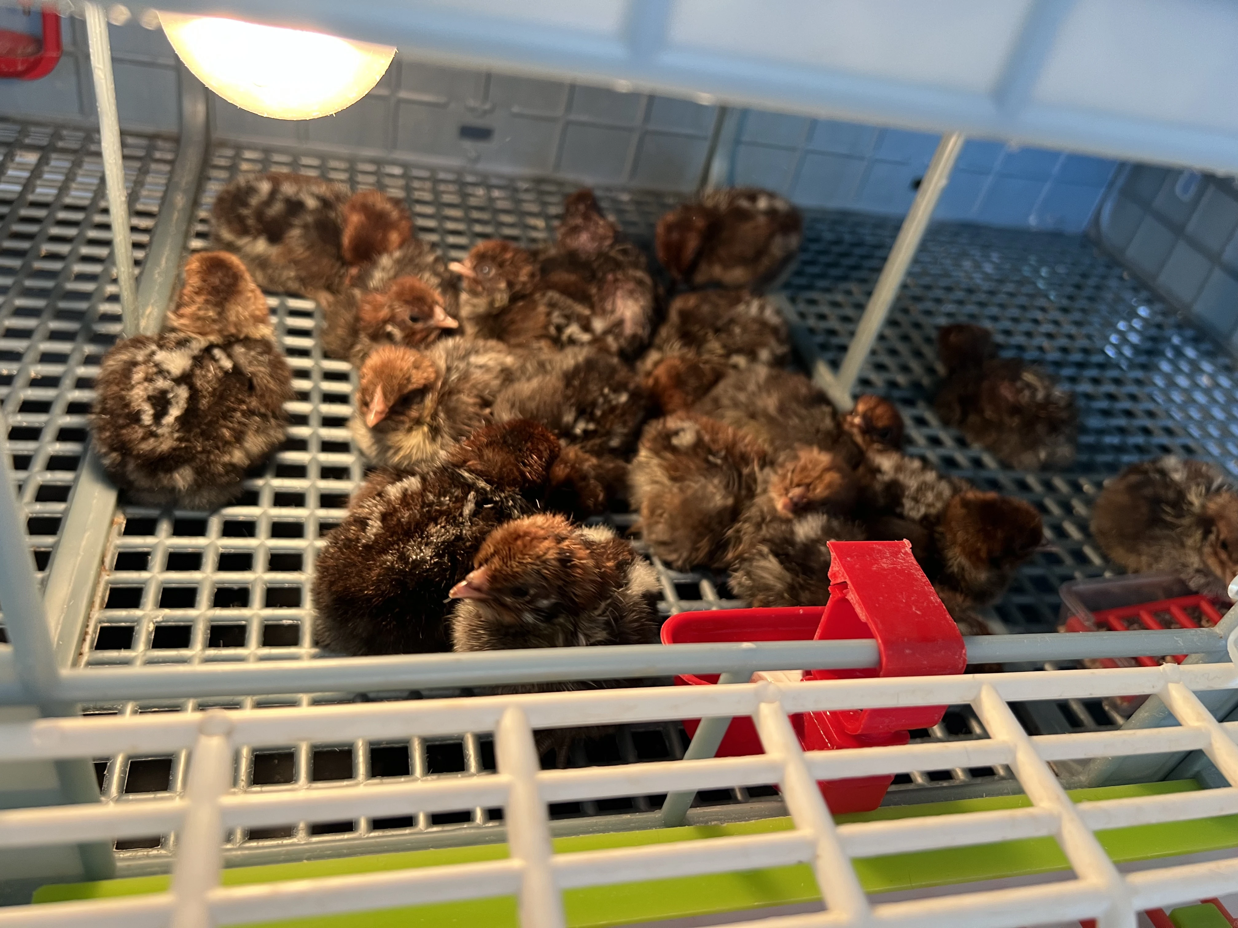 Čistokrevná kuřátka brakelky stříbrné